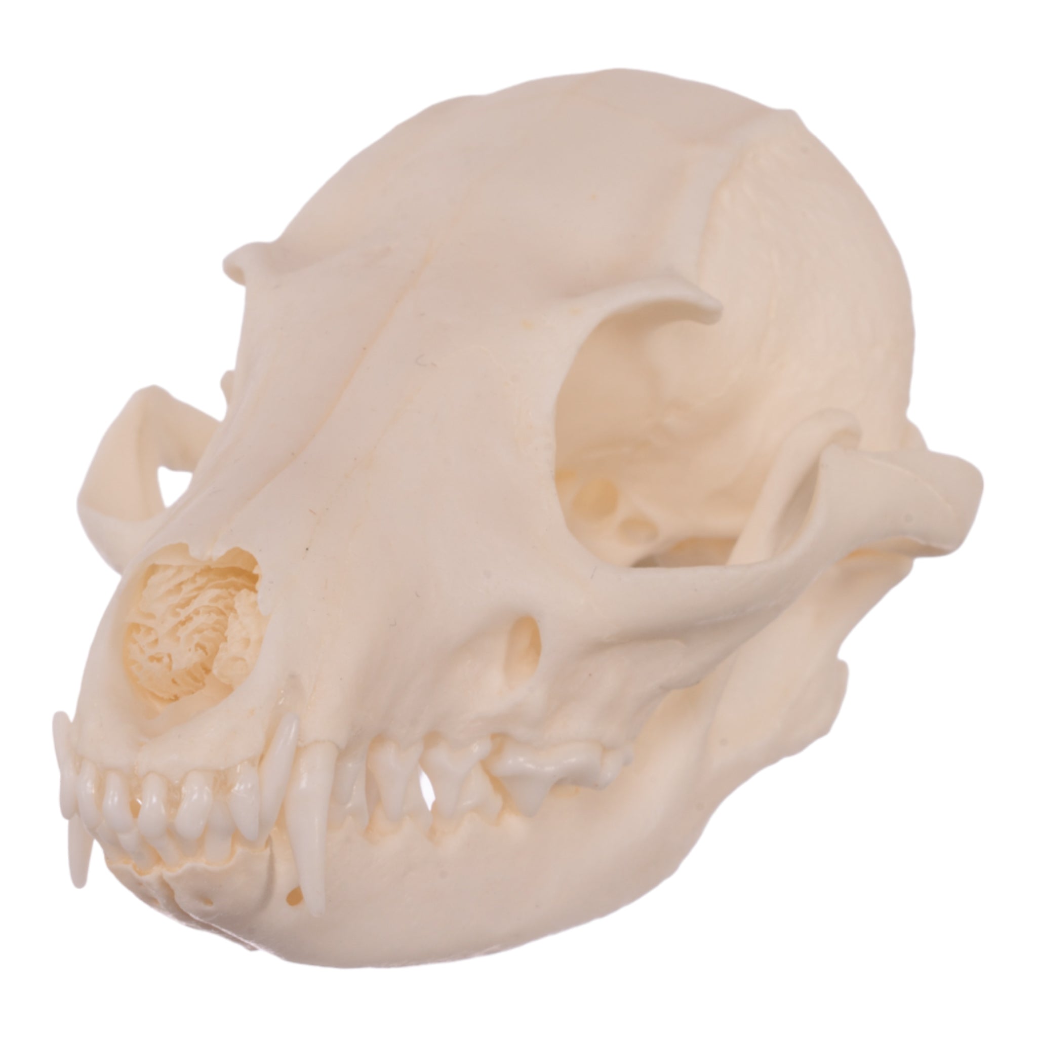 Authentic Gray Fox Skull - Taxidermy Specimen for Collectors, Science Education & Home Decor - Perfect for Gothic Decor, Biology Studies & Oddity Collections