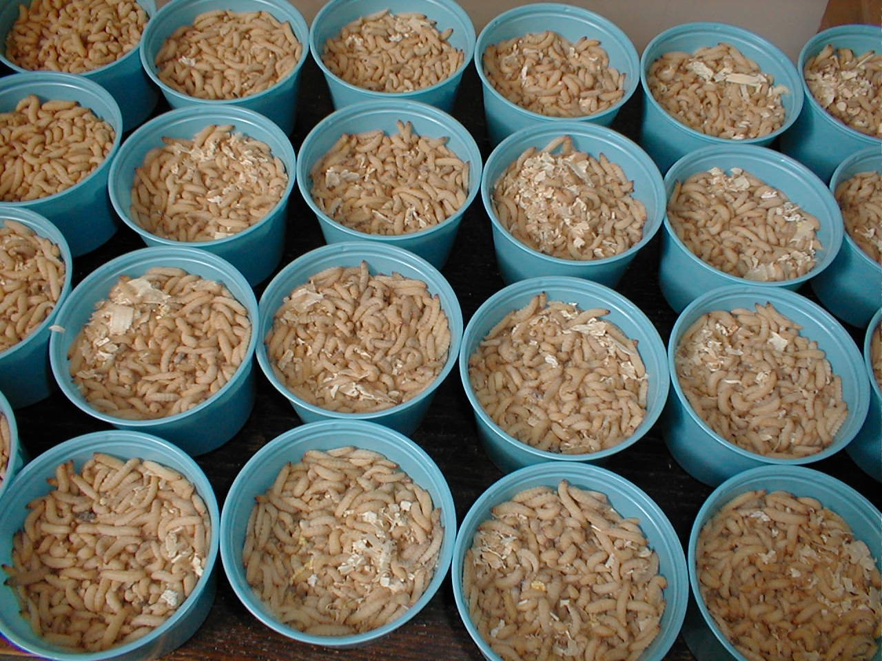 5000 Live Waxworms/Bee Moths in 20 Cups - Premium Fishing Bait, Reptile Food for Lizards & Bearded Dragons, Bird & Zoo Animal Feed - Ideal for Fishing Trips, Pet Reptile Care & Wildlife Rehabilitation Centers