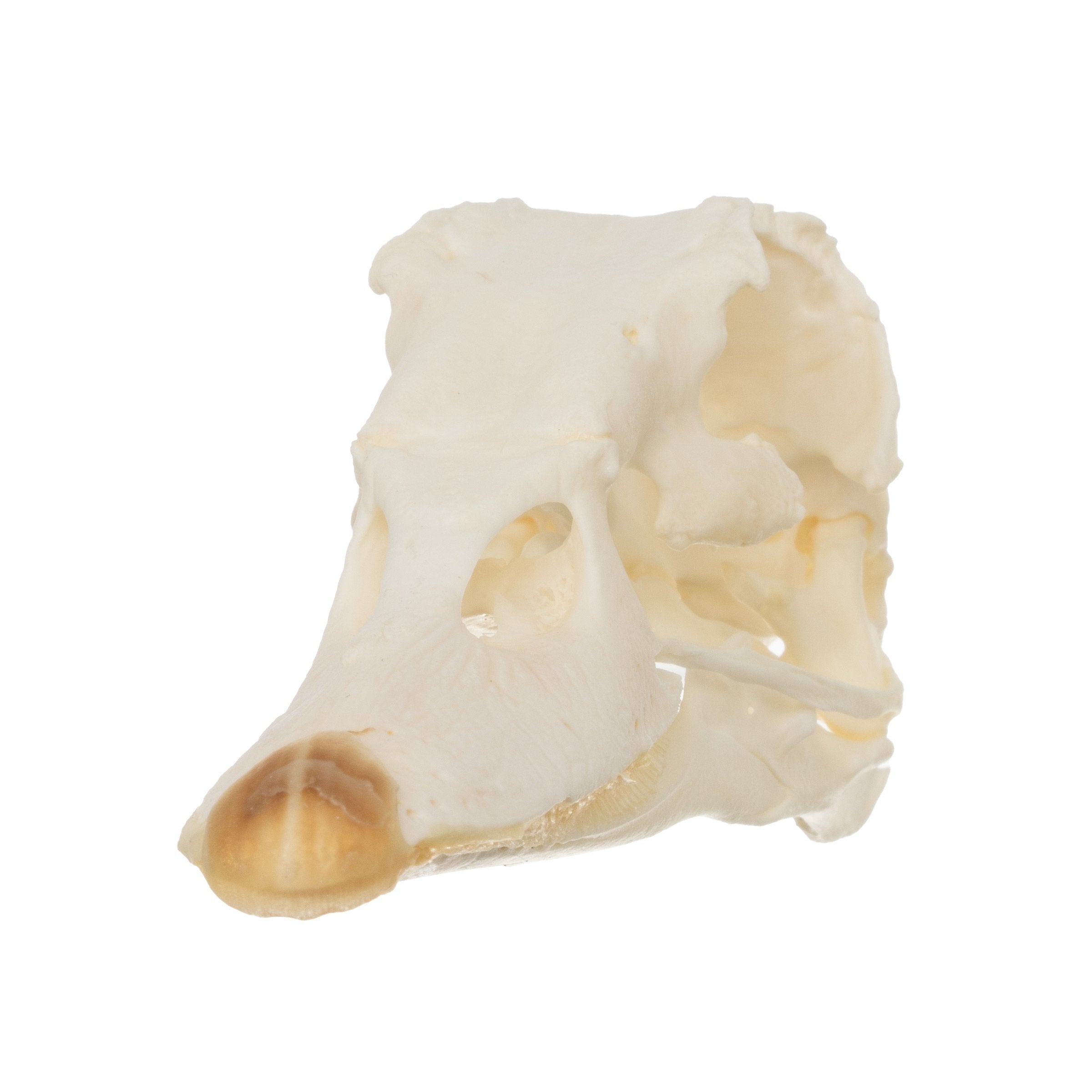 Authentic Real Muscoly Duck Skull - Natural Bone Specimen for Taxidermy, Oddities Collection, and Gothic Decor - Perfect for Halloween, Dark Aesthetic, and Science Education