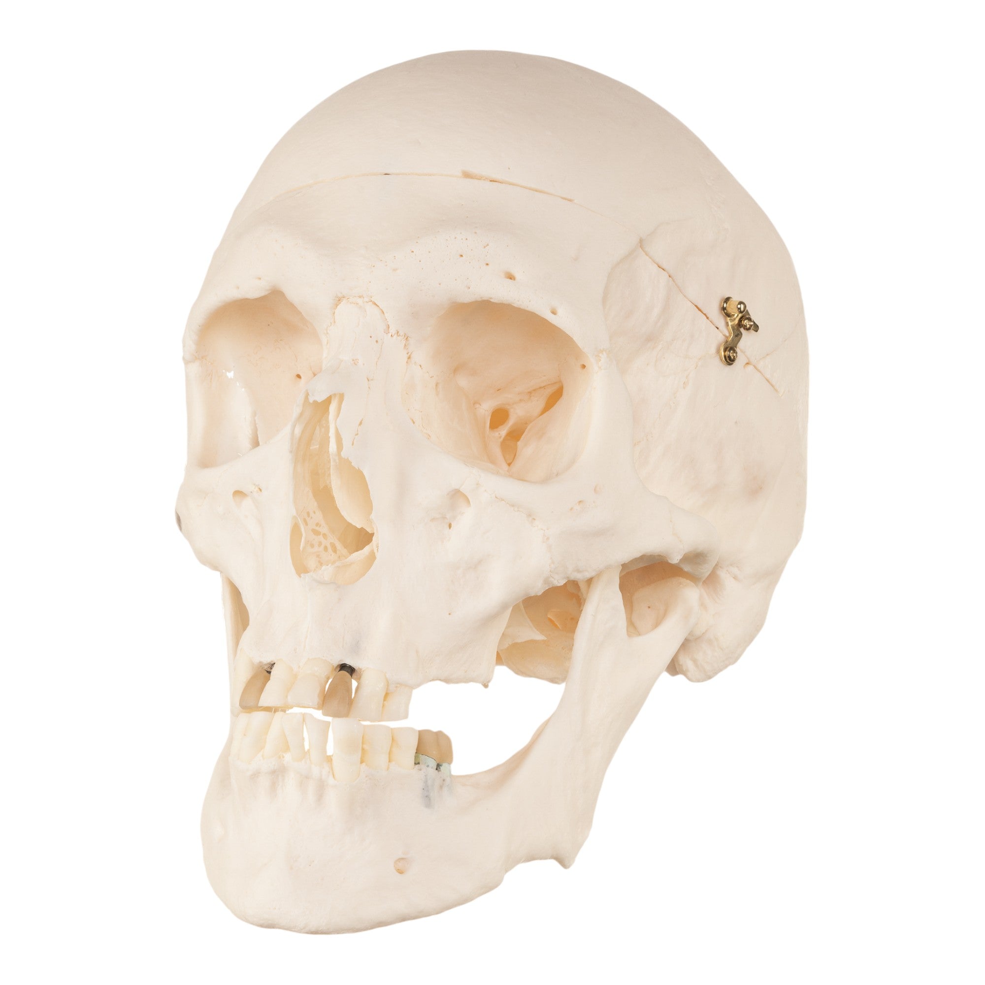 Authentic Human Skull Model for Medical Research & Education - Perfect for Anatomy Studies, Classroom Demonstrations & Halloween Decor