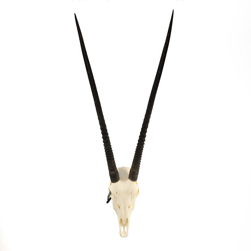 Authentic Gemsbok Skull - Taxidermy Decor for Hunting Lodge, Western Home Decor & African Safari Theme Room - Perfect for Wall Mount Display, Cabin Decor, and Man Cave