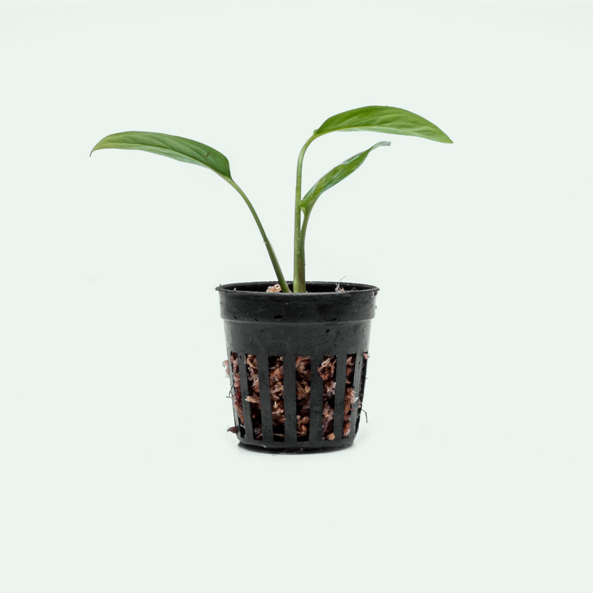 Monstera Adansonii Narrow Form - Swiss Cheese Vine Bare Root Plant for Home Decor, Office Plants & Indoor Gardening