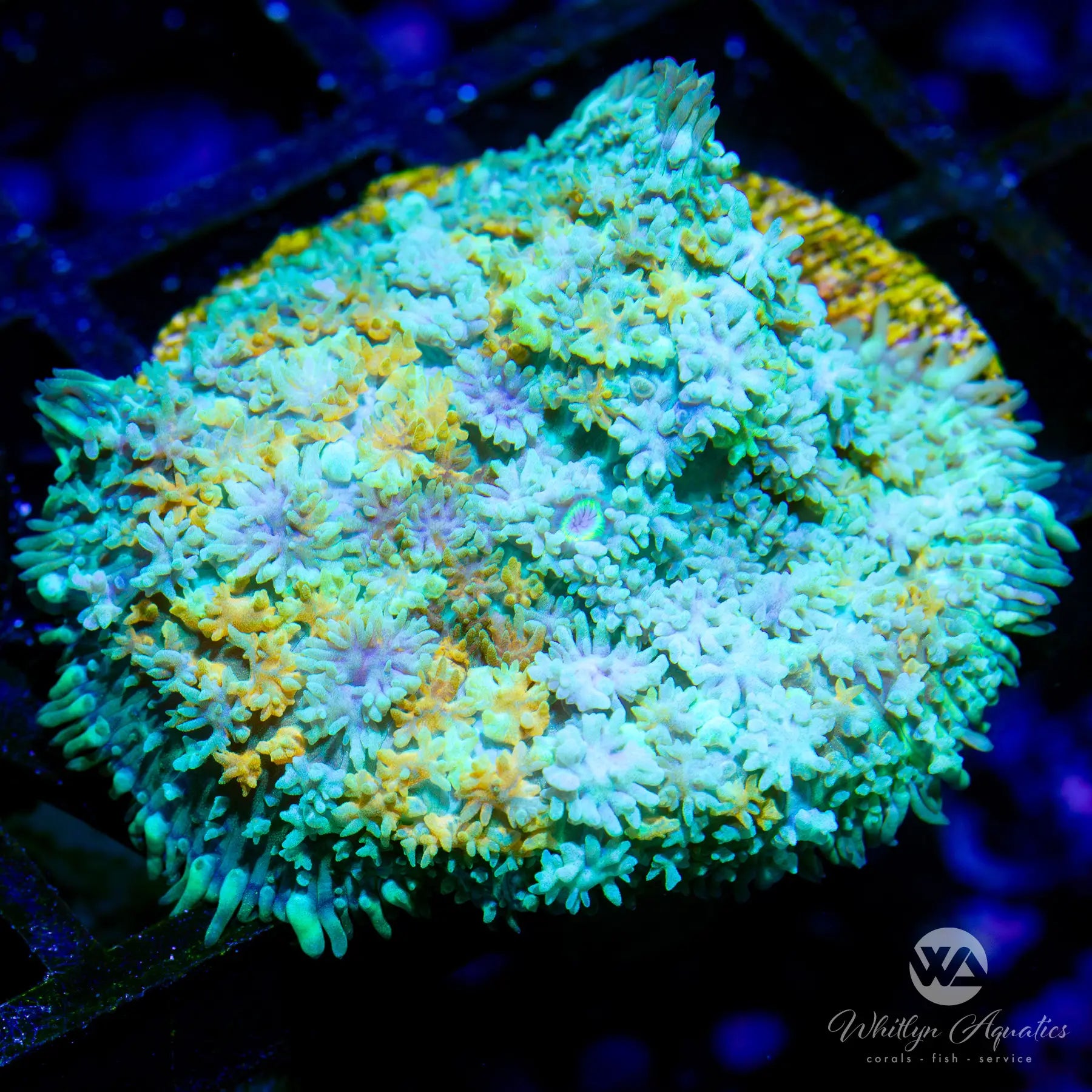 D30 WA Calico Rhodactis Mushroom - Premium Live Coral for Saltwater Aquariums | WYSIWYG | Perfect for Reef Tanks & Marine Displays