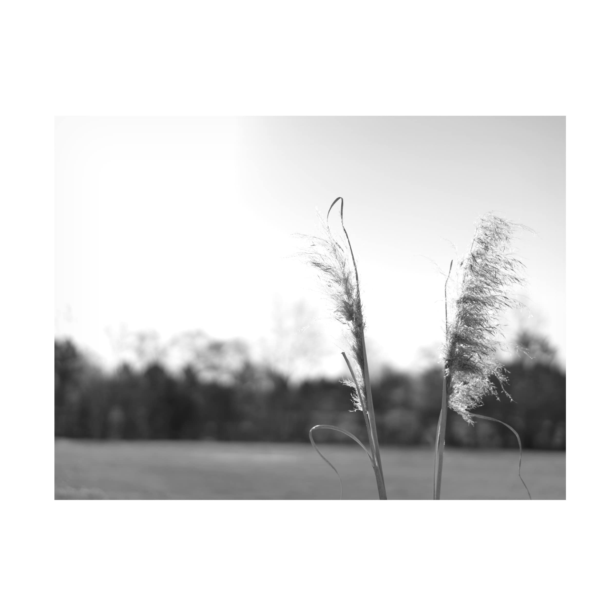 Jason Johnson 'Ethereal Pampas VII' Canvas Wall Art Print - Modern Boho Home Decor for Living Room, Bedroom & Office