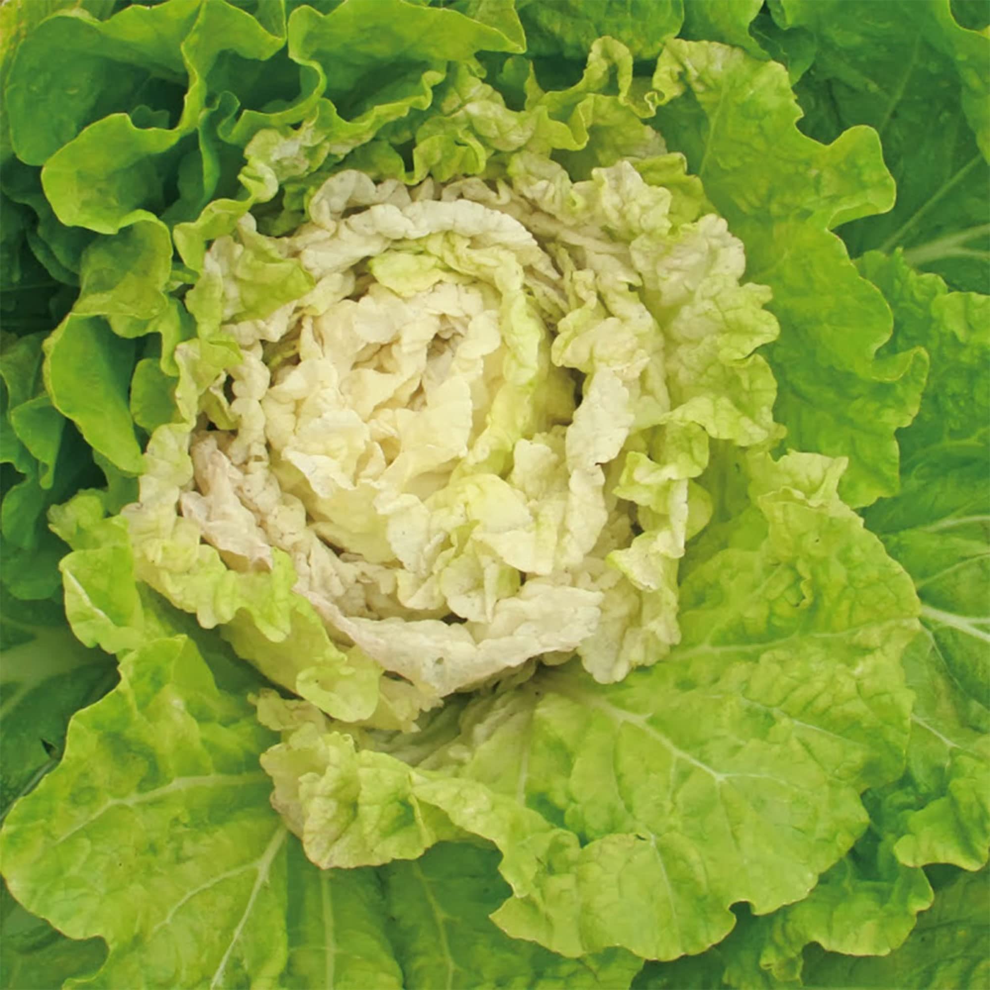 Kogane Chinese Cabbage Seeds - 5 Lb Bulk (~640,000 Seeds) - Non-GMO Heirloom Asian Vegetable for Garden & Microgreens - Perfect for Stir-fry, Kimchi & Home Gardening