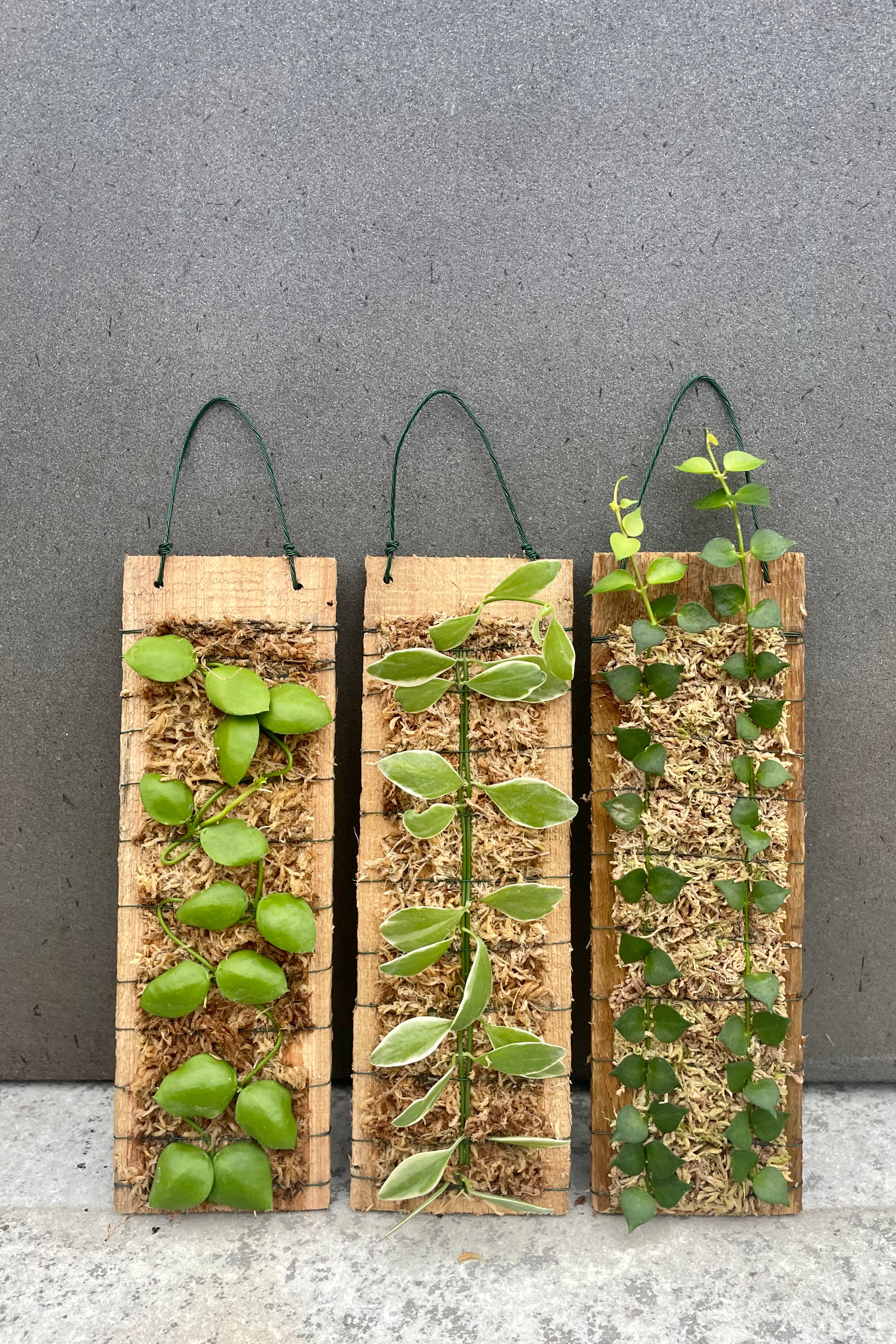 Dischidia Plant on Mounted Plaque - Unique Hanging Succulent for Home & Office Decor | Perfect for Living Rooms, Bathrooms & Indoor Gardens