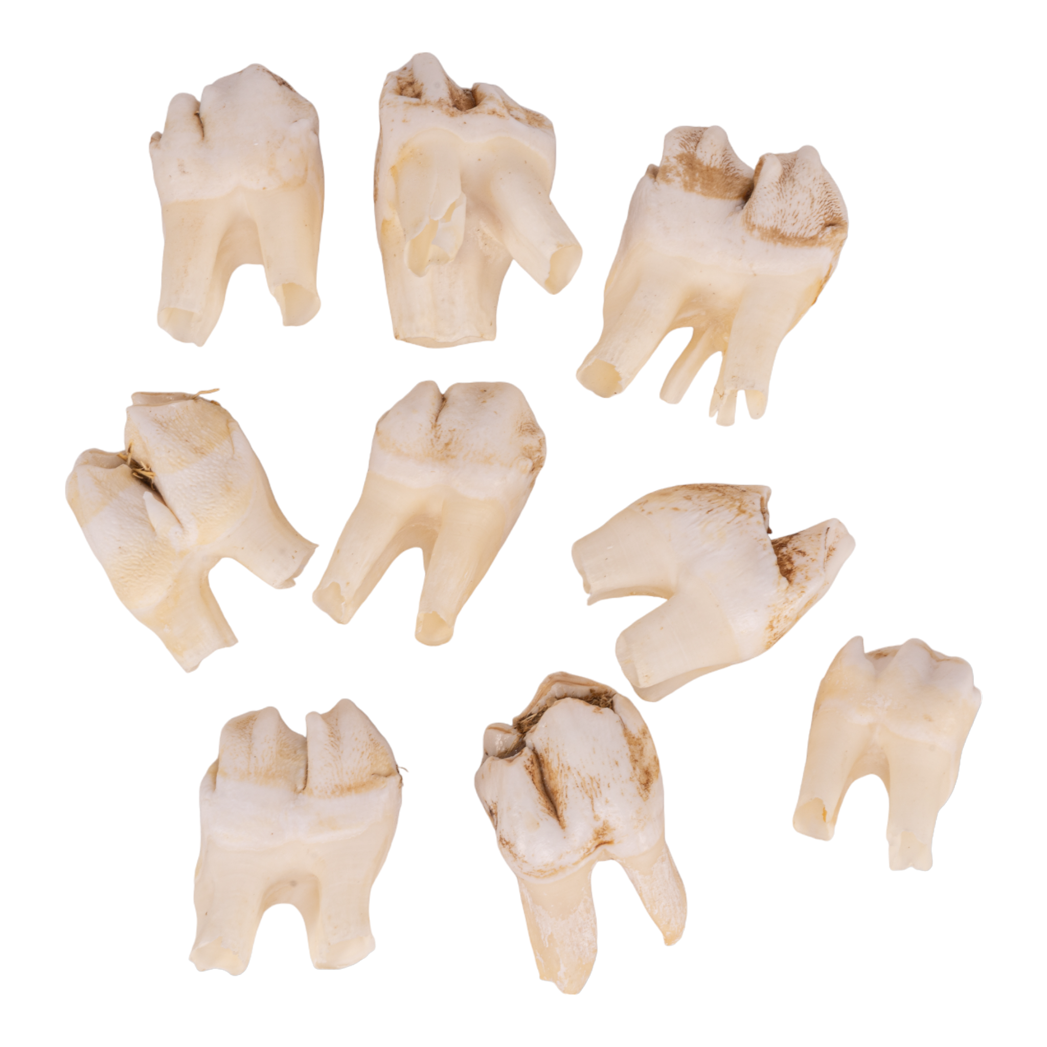 Authentic Southern Giraffe Tooth - Genuine Collectible for Jewelry Making & Home Decor | Rare Natural Specimen for Animal Lovers & Taxidermy Enthusiasts