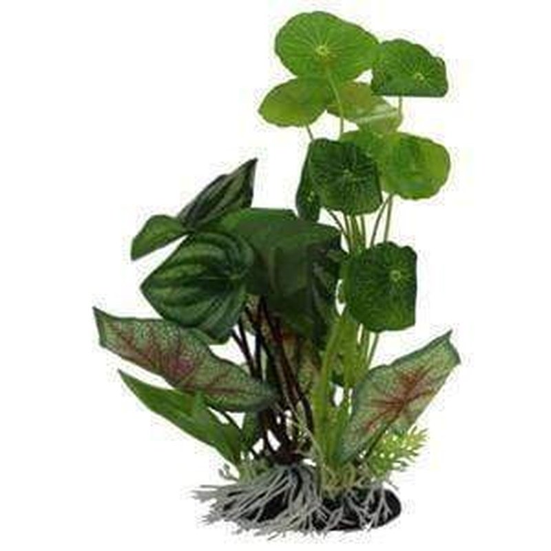 Amazon Jungle Pennywort (Hydrocotyle Vulgaris) & Flame Spathiphyllum (Peace Lily) - Live Plants for Indoor & Outdoor Gardening, Home Decor, and Office Spaces
