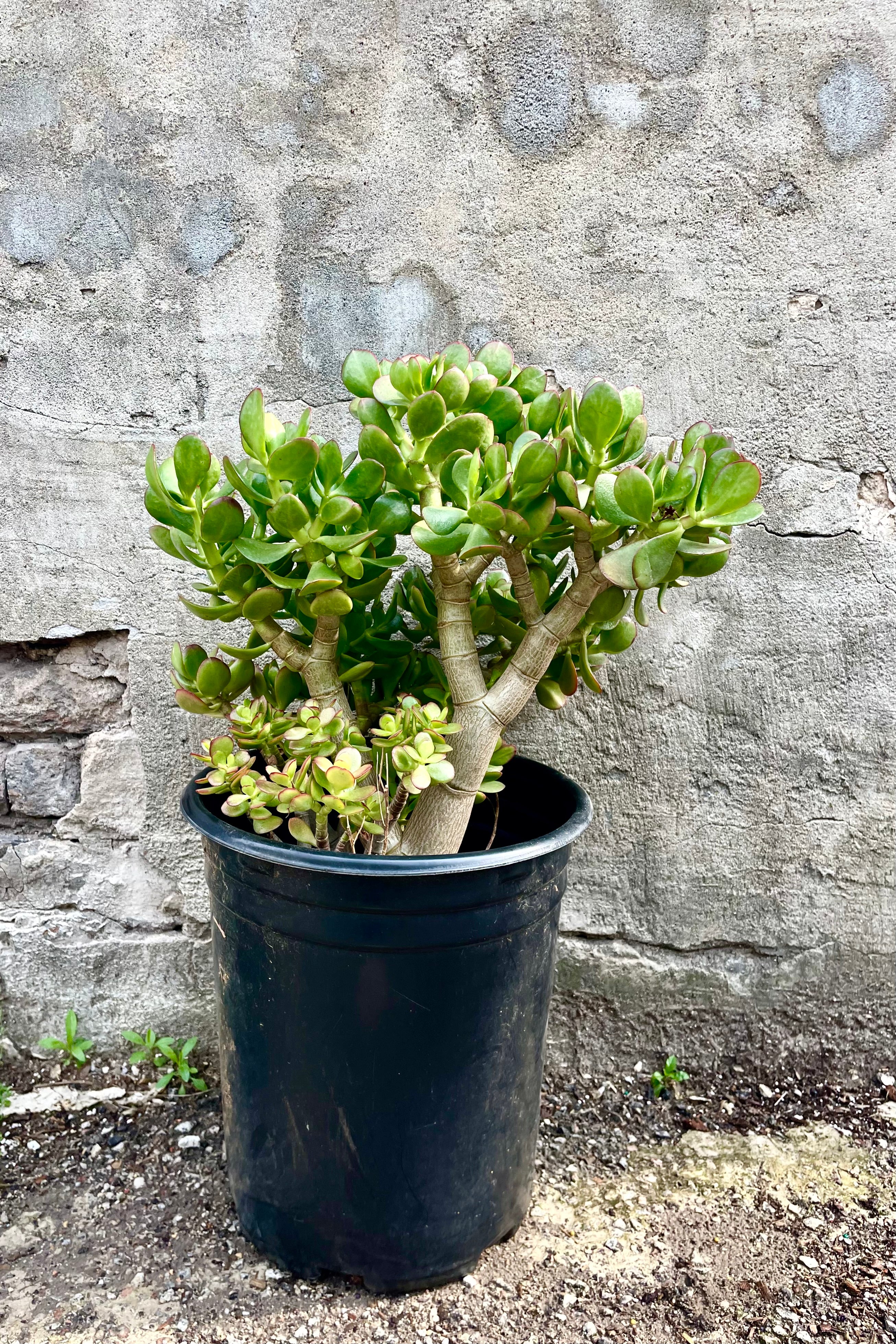 Crassula Ovata 