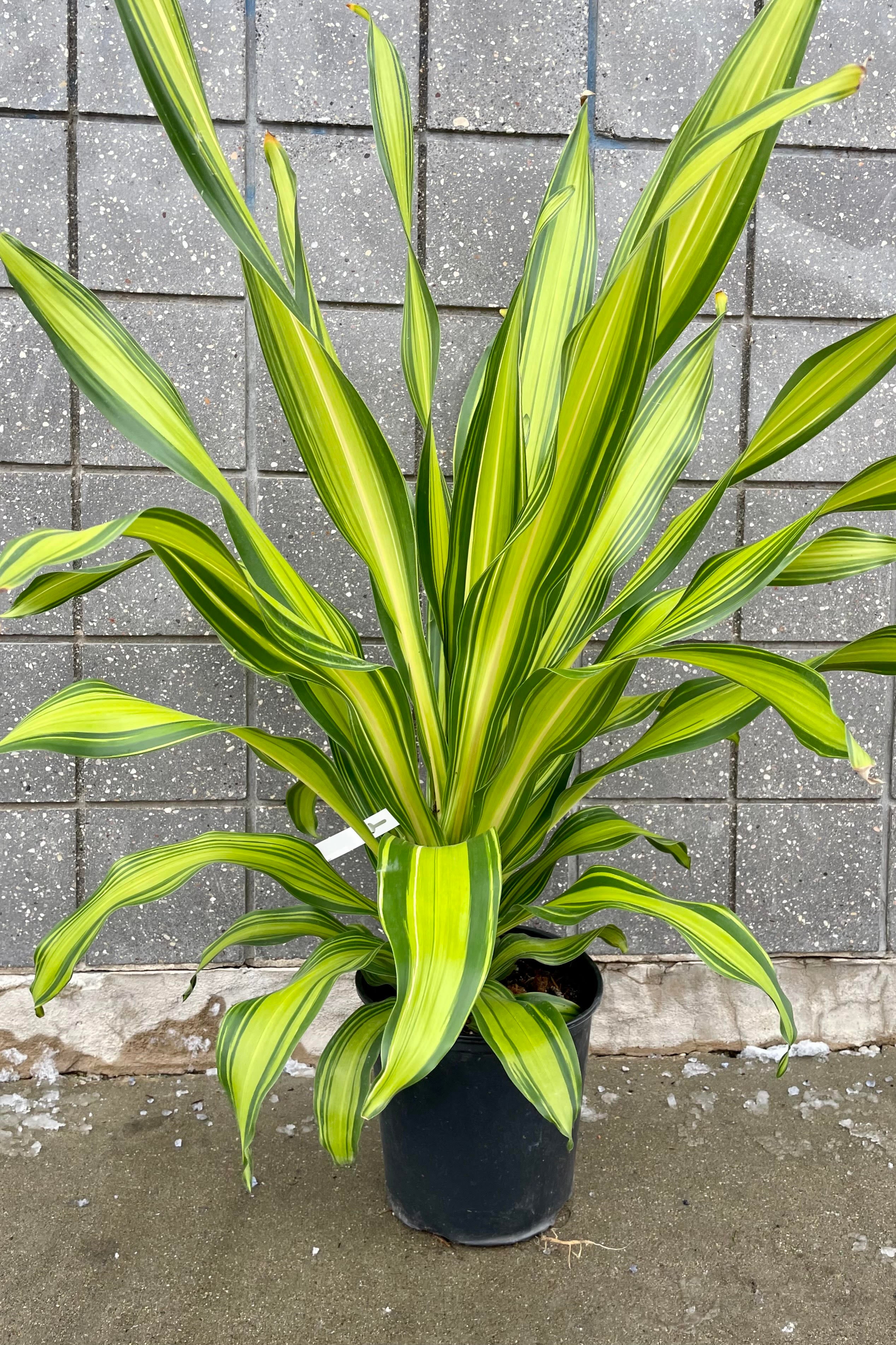 Dracaena 'Giganta' 10