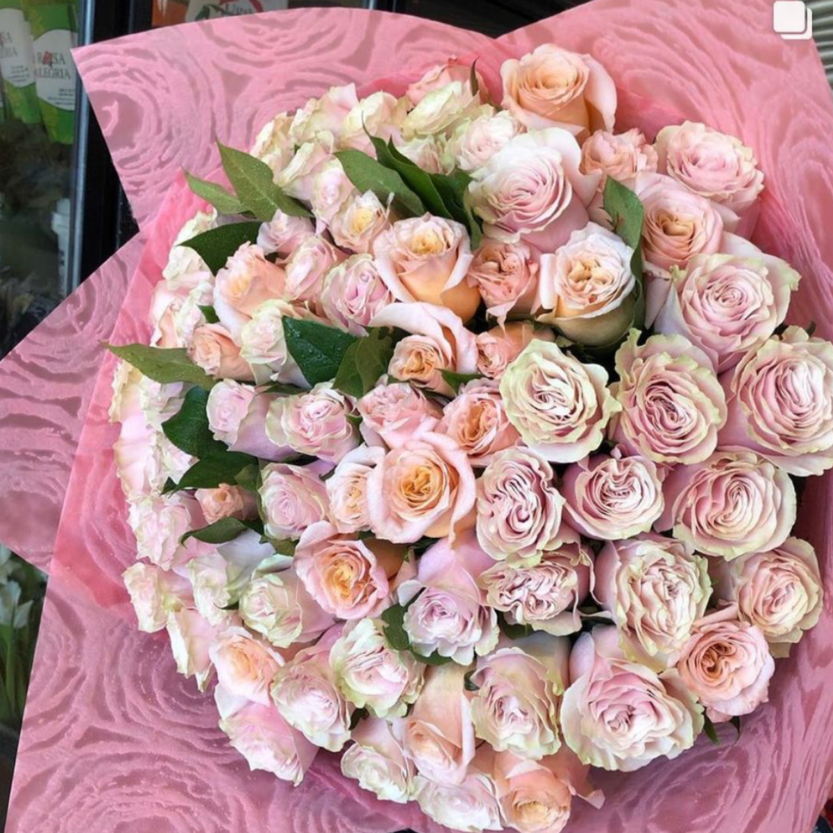 50 Light Pink Roses - Fresh Cut Flowers for Wedding Bouquets, Anniversary Gifts & Home Decor | Premium Long-Lasting Roses for Romantic Occasions