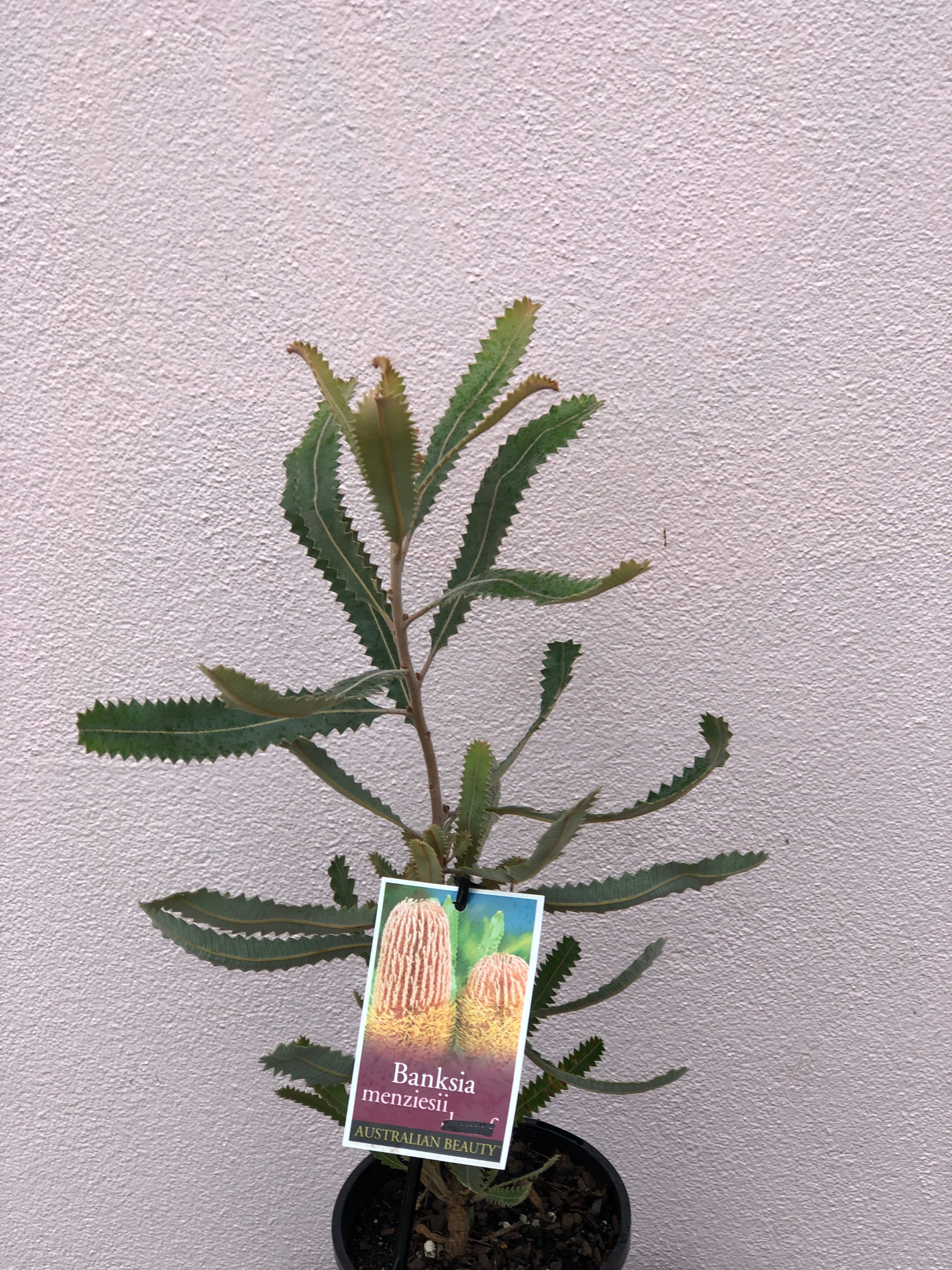 Banksia Menziesii - Firewood Banksia Plant for Sale | Drought-Tolerant Australian Native for Landscaping & Gardens