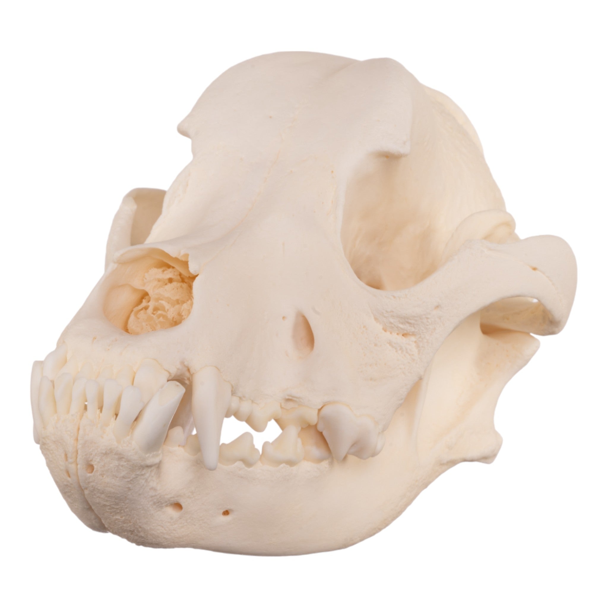 Authentic Rottweiler Dog Skull Specimen - Real Domestic Canine Skull for Veterinary Study, Taxidermy & Halloween Decor