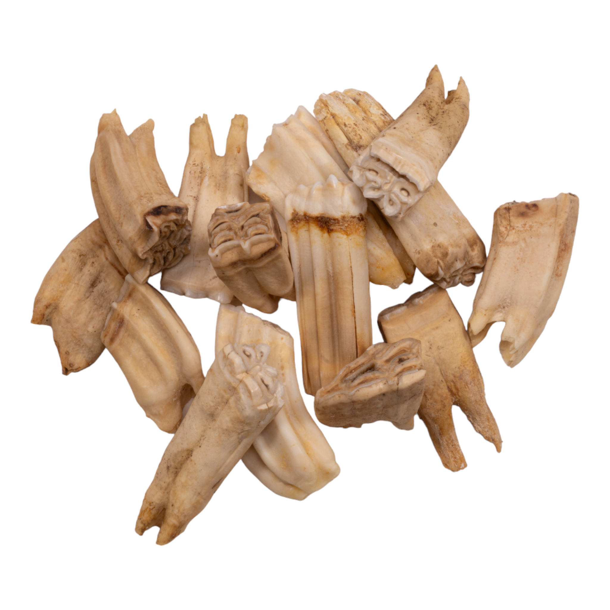 Genuine Zebra Tooth - Authentic Single Piece for Collectors, Jewelry Making & Unique Decor | Rare Natural Specimen for Display & Crafts