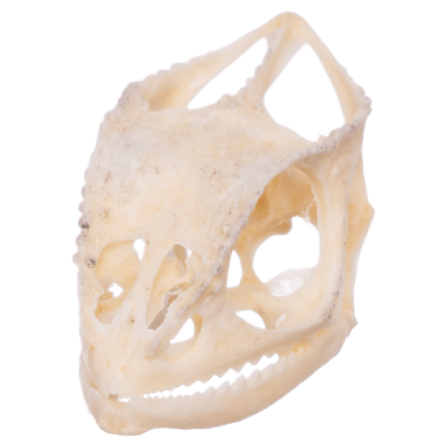 Authentic Panther Chameleon Skull Specimen - Rare Reptile Bone Collectible for Science Education & Home Decor