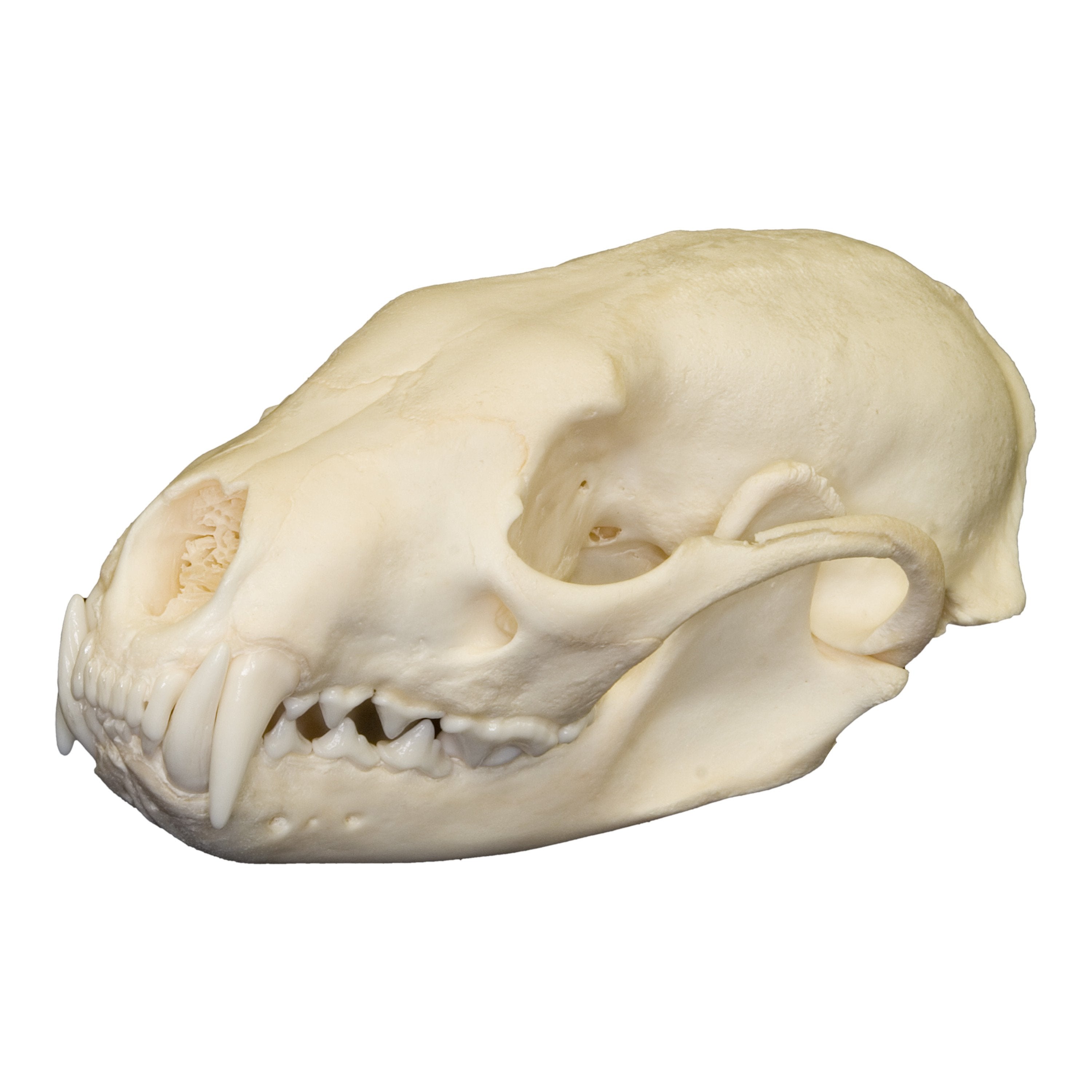 Authentic Realistic Fisher Skull Replica - Perfect for Halloween Decor, Taxidermy Displays, and Educational Science Projects