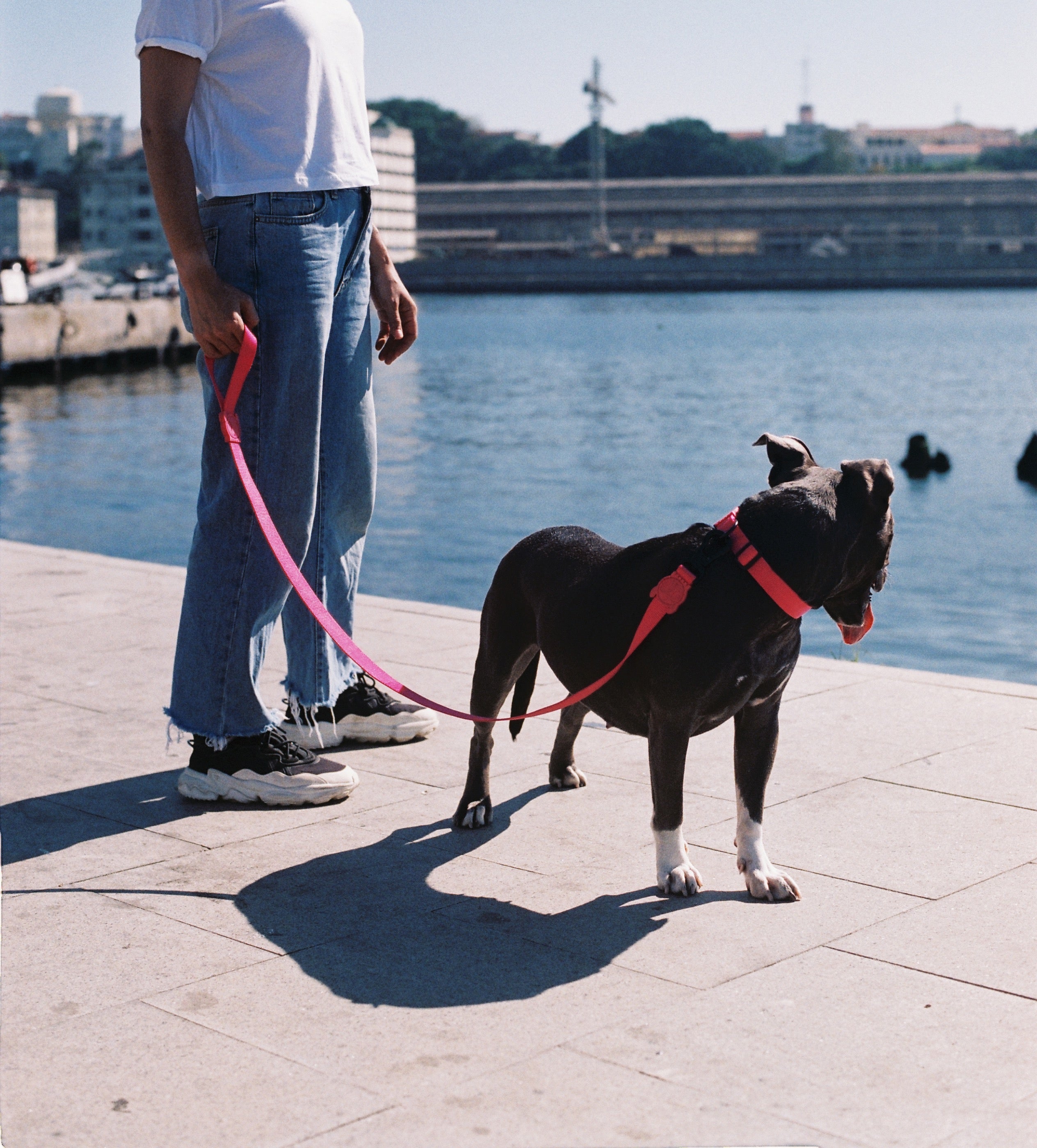 Zee.Dog Pink LED Dog Collar - Glow in The Dark, Adjustable & Waterproof for Night Walks, Safety & Fashion