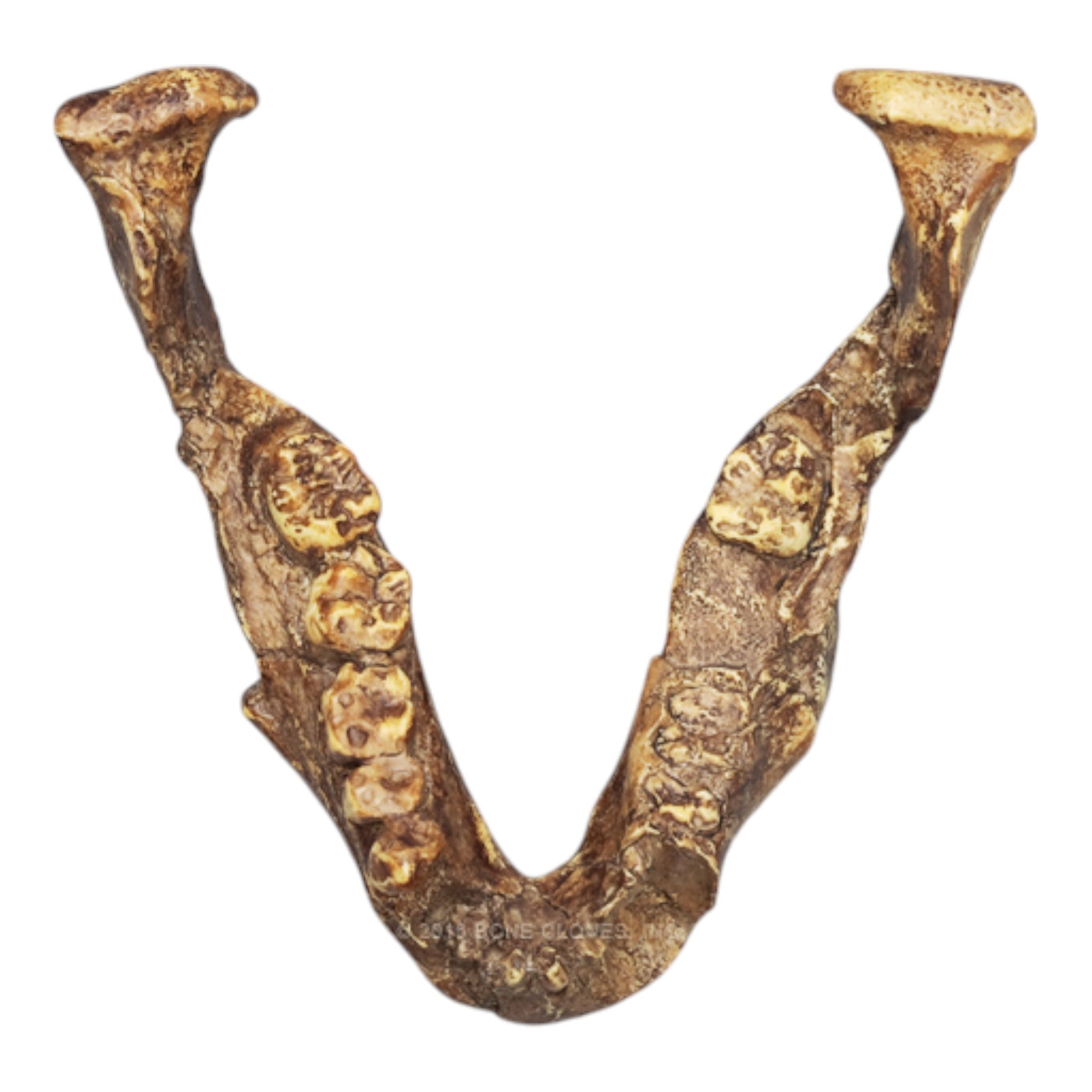 Replica Australopithecus afarensis (Lucy) Jaw Fossil - High-Quality Hominid Skull Model for Anthropology Study, Museum Display & Educational Collection