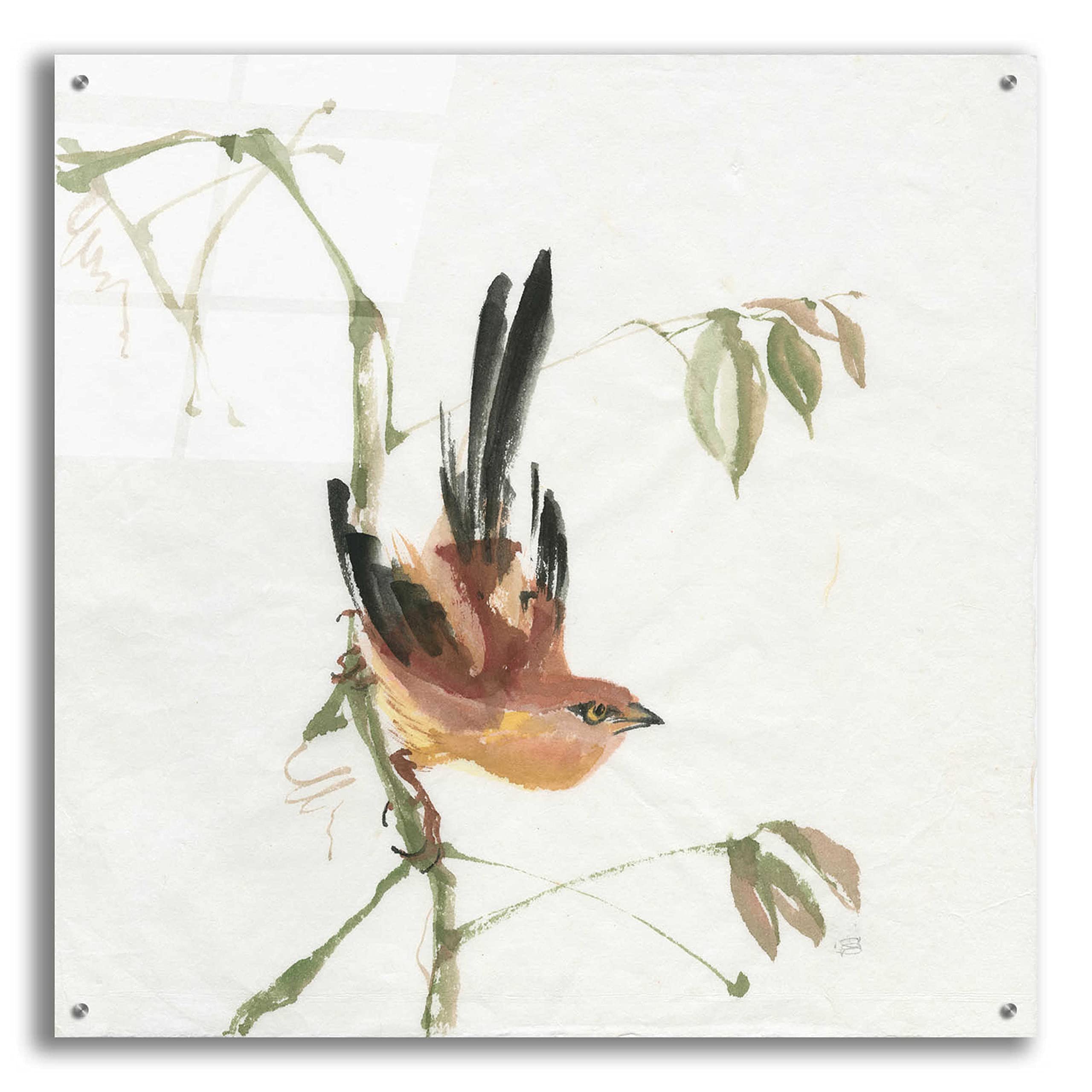 Epic 'Mountain Bush Warbler' Acrylic Glass Wall Art by Chris Paschke - 36x36 Inches Modern Home Decor for Living Room, Bedroom & Office