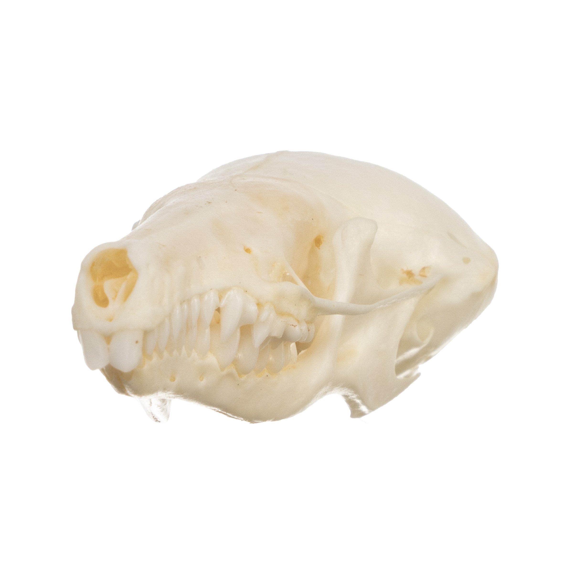 Authentic Townsend's Mole Skull - High-Quality Animal Specimen for Science Education, Taxidermy & Collectors | Perfect for Biology Classrooms, Museum Displays & Oddity Collections