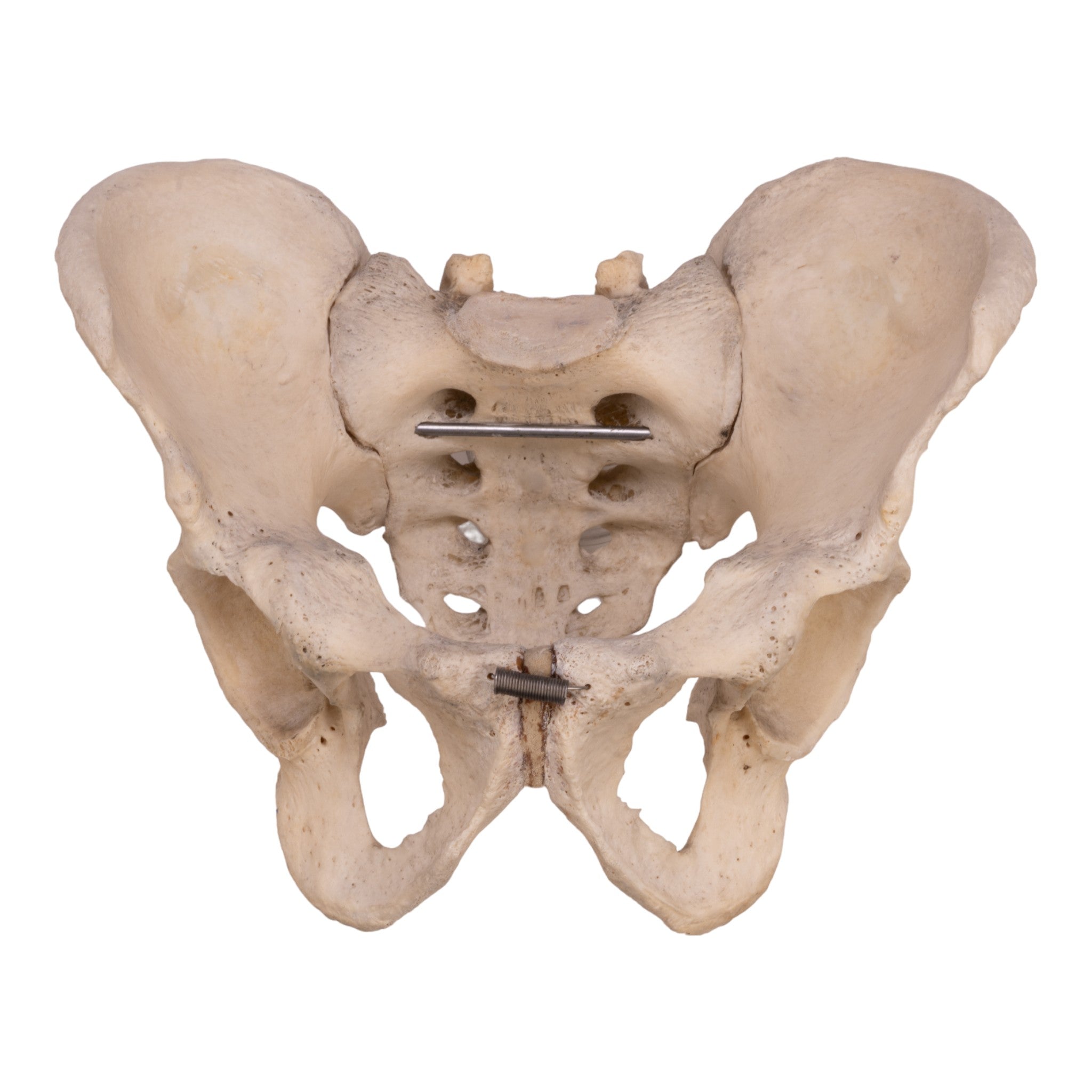 Real Human Pelvis, Sacrum & Coccyx Bone Model - Articulated Medical Skeleton for Anatomy Study, Classroom Teaching, and Medical Training