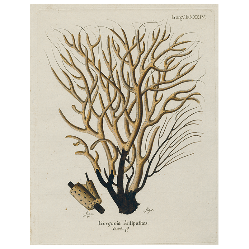 Natural Brown Coral (P47) - Authentic Coral Decor for Home, Office & Aquarium | Perfect for Coastal Theme, Zen Decor & Marine Aquascaping