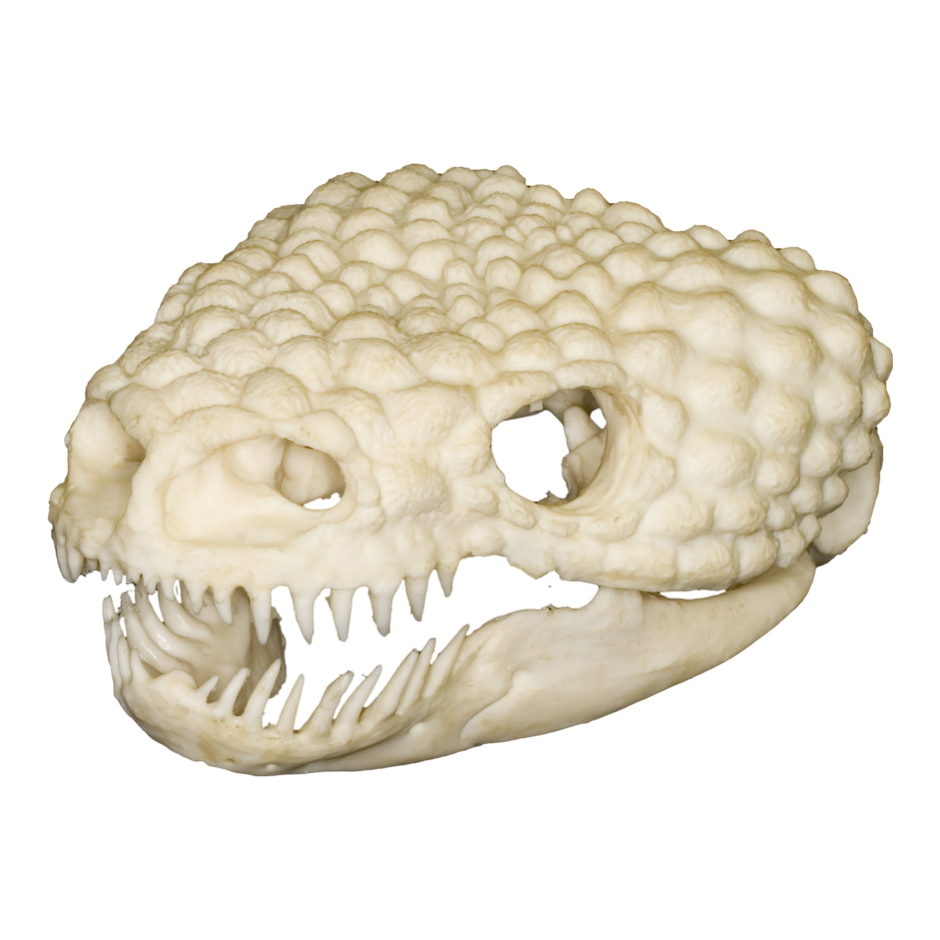 Authentic Replica Gila Monster Skull - High-Quality Collectible for Home Decor, Science Education & Halloween Props | Perfect for Biology Classrooms, Horror Displays & Western Themed Decorations