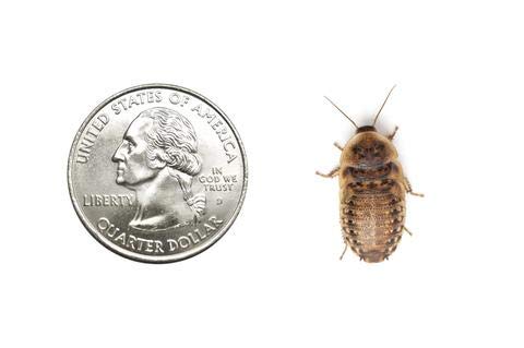 500 Medium Live Dubia Roaches for Reptile Food | Guaranteed Live Arrival | Premium Feeder Insects Shipped in Breathable Cloth Bags | Perfect for Bearded Dragons, Chameleons & Geckos