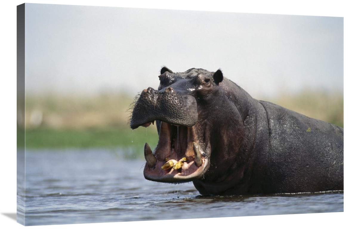 Global Gallery Hippopotamus Bull Threat Display Canvas Art - 36