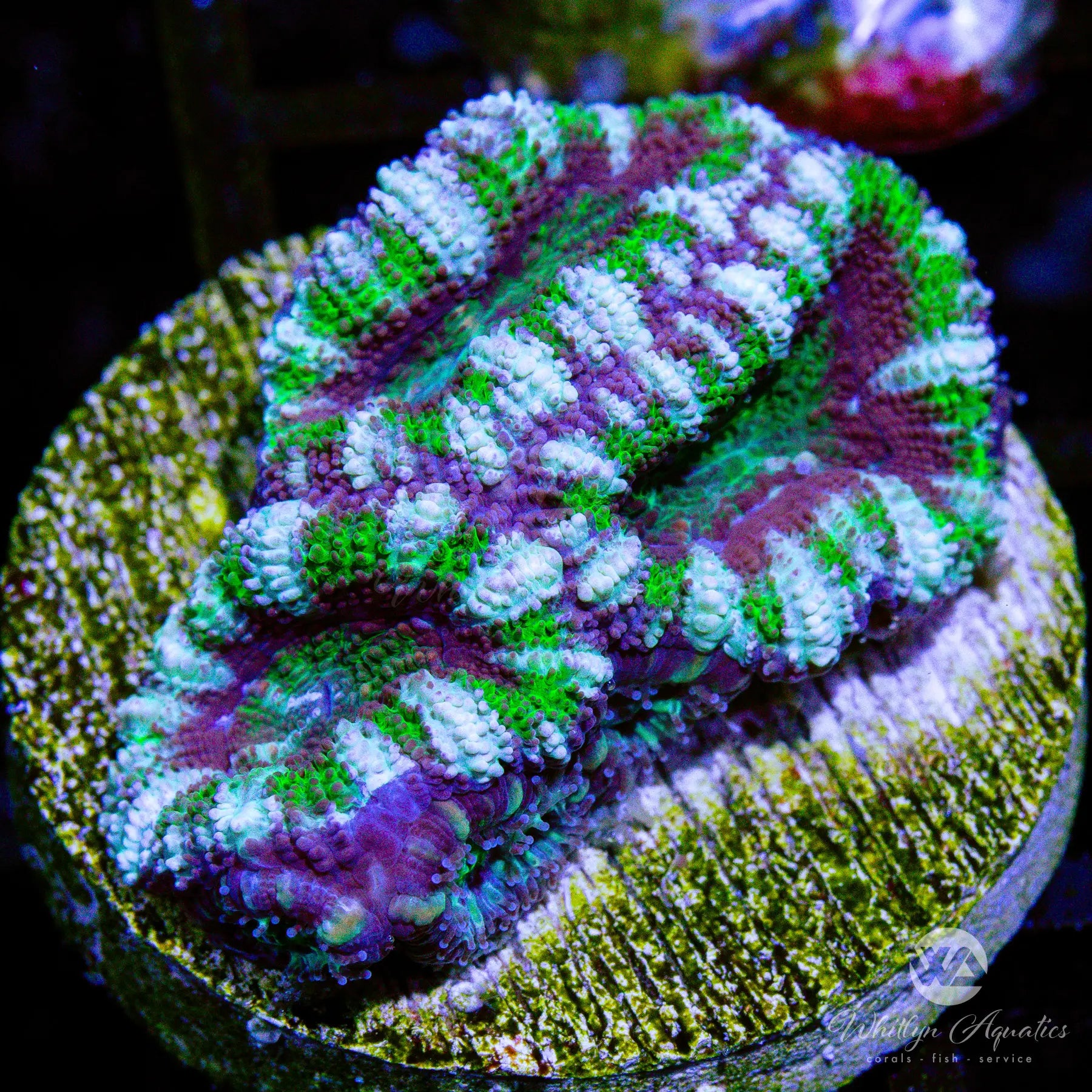 A42 WA Jester Acan WYSIWYG Coral - Premium Live Coral for Saltwater Aquariums | Perfect for Reef Tanks & Marine Displays