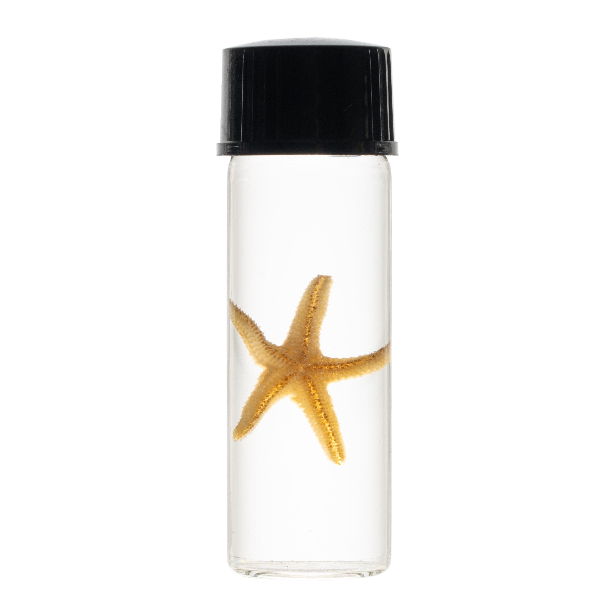 Authentic Wet Specimen in Alcohol - Preserved Starfish for Science, Education & Home Decor | Perfect for Biology Labs, Classroom Displays & Gothic Decor