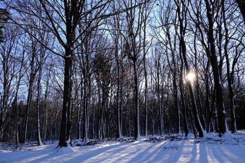 20x30 Inch Laminated Winter Forest Landscape Poster - Vibrant Nature Art Print with Snowy Trees & Sun - Perfect for Home Decor, Office Wall Art & Gift Giving