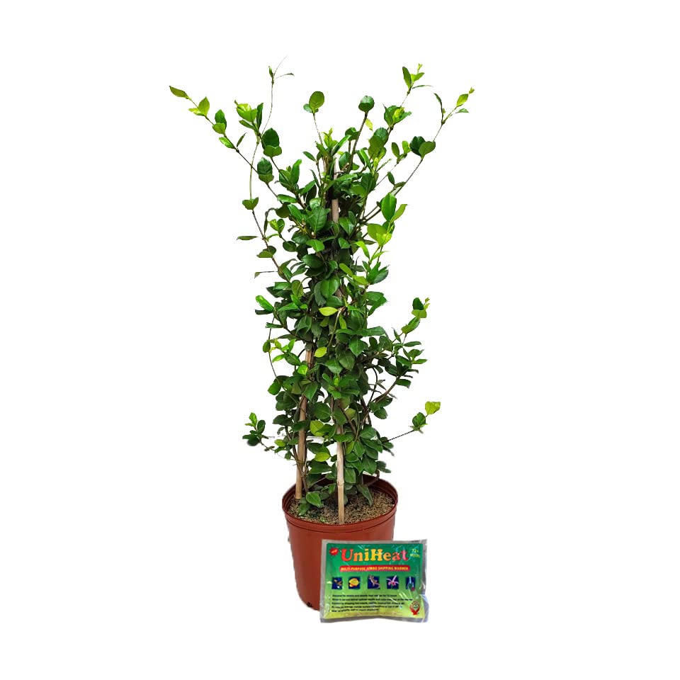 Confederate Jasmine Live Plant - 36
