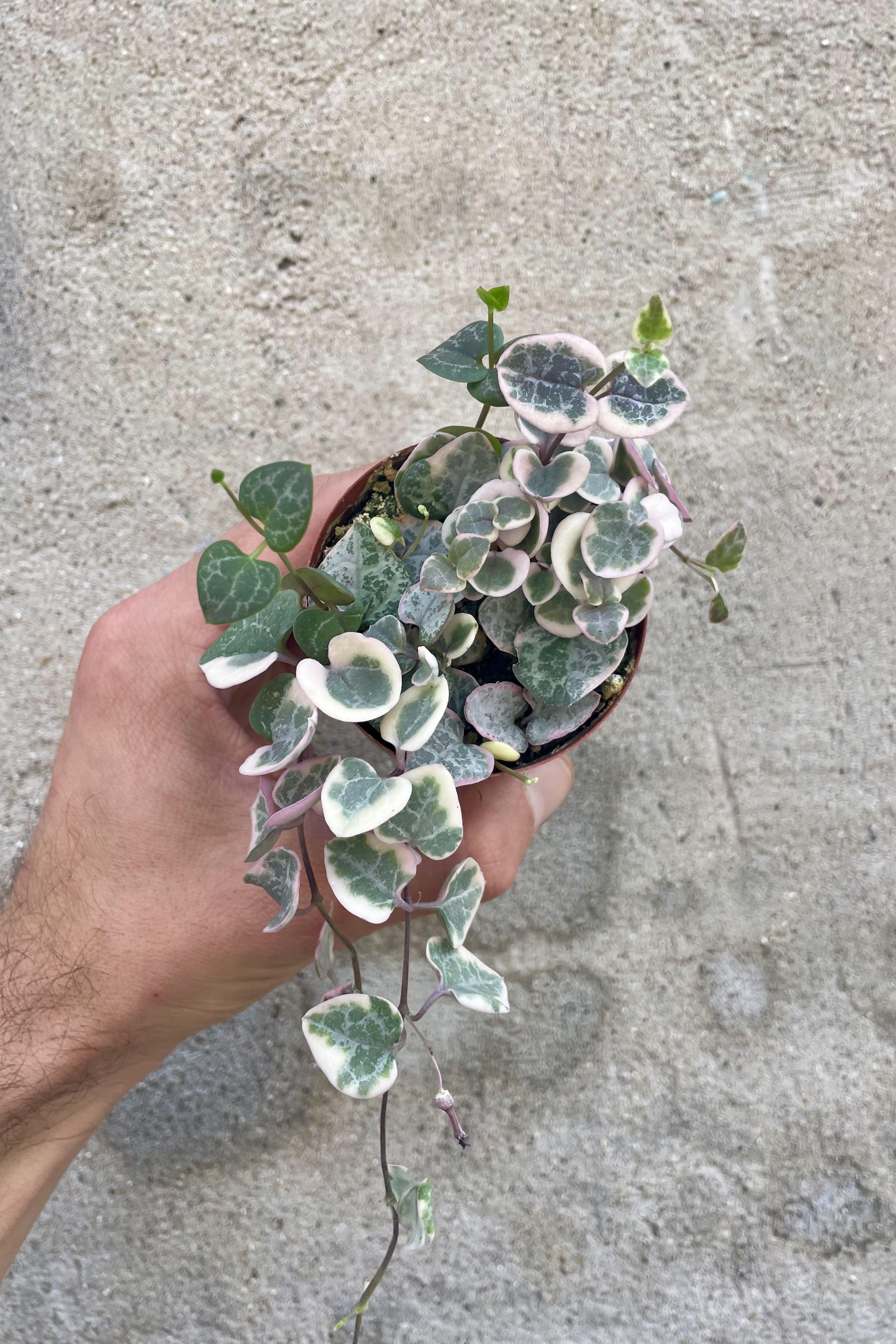 Variegated String of Hearts (Ceropegia woodii) - 3 Pack Live Succulent Plants for Home & Office Decor, Hanging Basket or Shelf Display