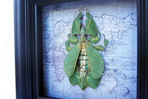 Real Framed Leaf Bug Insect Taxidermy Display - Nature Inspired Office & Home Decor for Unique Wall Art & Science Enthusiasts