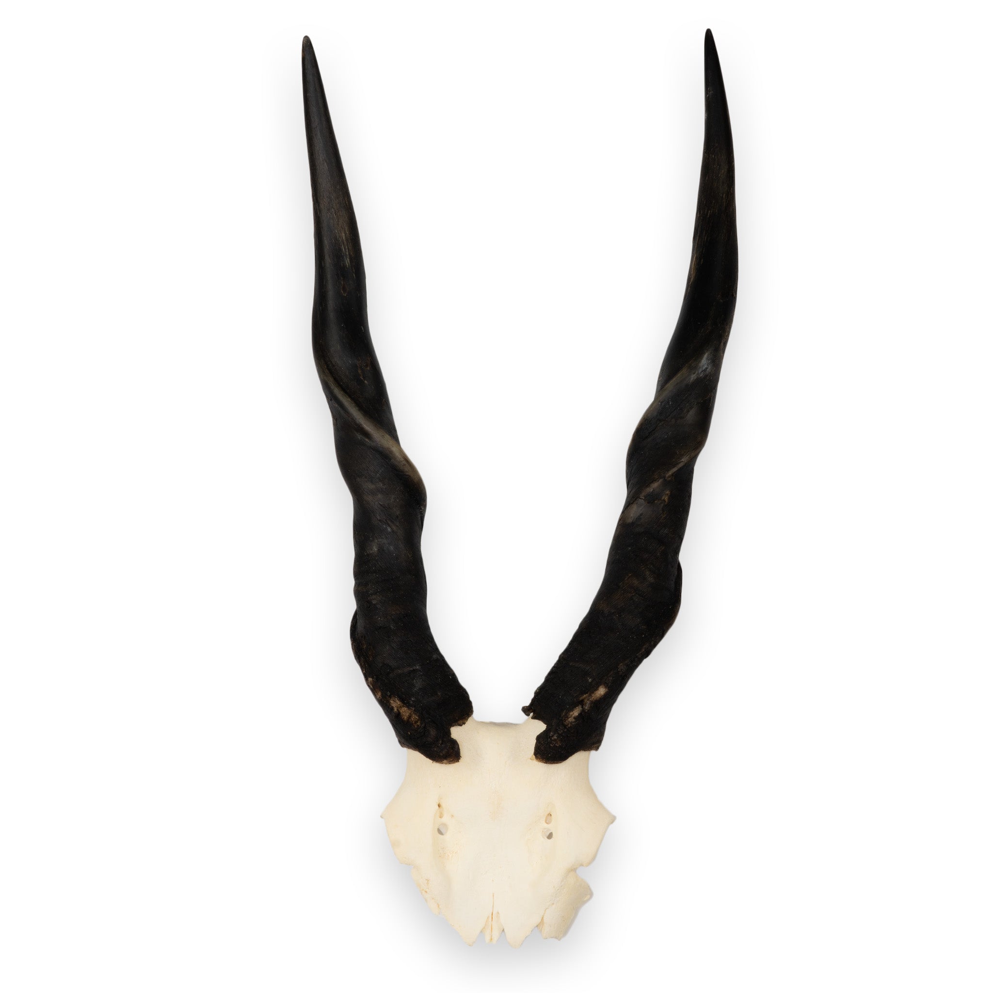 Real Eland Skull Plate - Authentic African Taxidermy Decor for Hunting Lodge, Cabin & Man Cave - Unique Wall Mount Trophy for Rustic Home Decor