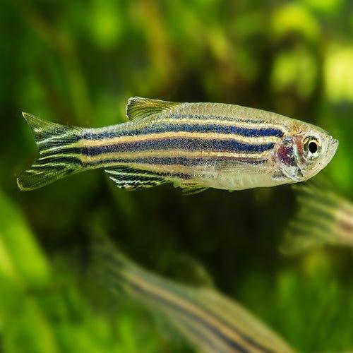 Zebra Danio (Brachydanio rerio) - Live Freshwater Aquarium Fish for Home & Office Tanks | Perfect for Beginners & Community Aquariums