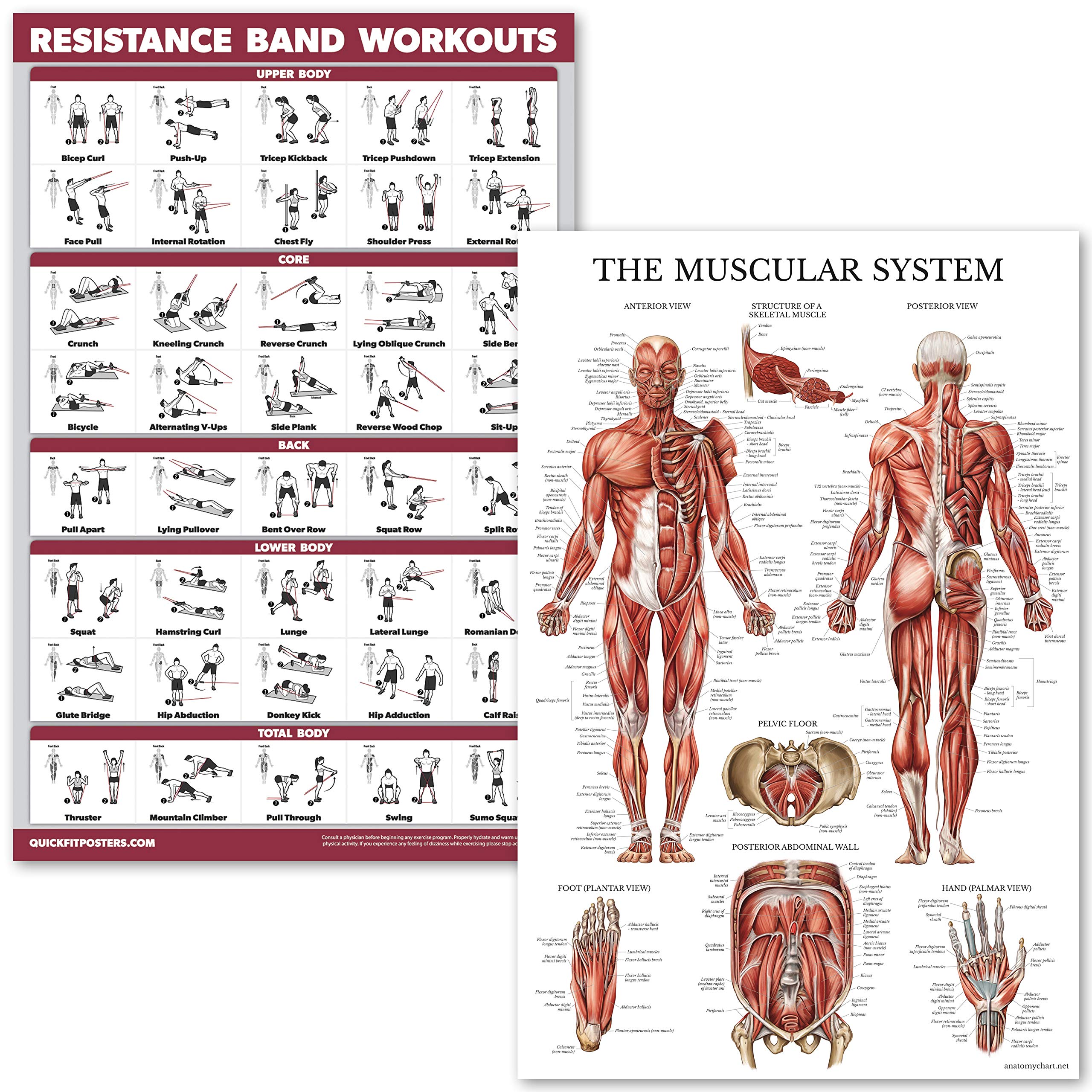 QuickFit Resistance Bands Set with Muscular System Anatomy Poster - 2 Laminated Workout Charts (18