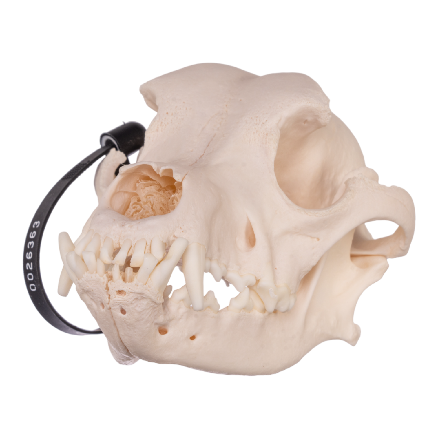 Authentic Rottweiler Dog Skull - Real Domestic Canine Bone Specimen for Veterinary Study, Taxidermy & Gothic Decor | Perfect for Halloween, Oddity Collections & Educational Displays