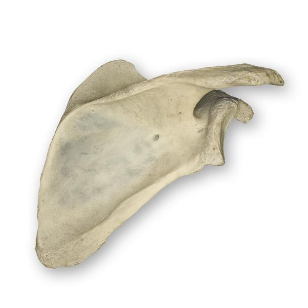 Real Human Scapula Bone - Authentic Medical Specimen for Anatomy Study, Medical Education & Research - Perfect for Students, Doctors & Science Enthusiasts