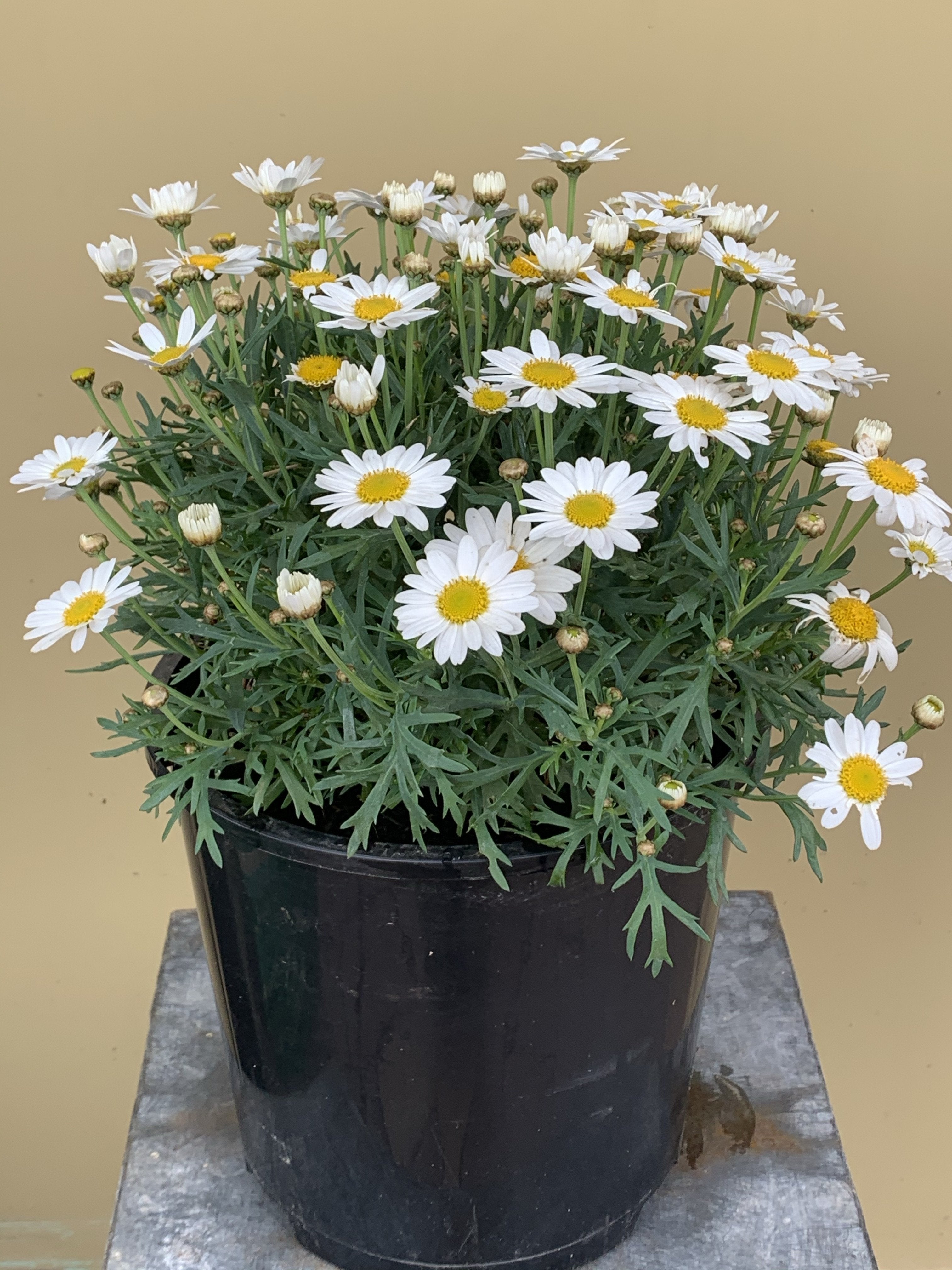 Buy Argyranthemum 'Single White' Daisy Plants Online - Fresh & Healthy Perennial Flowers for Garden, Patio, and Landscaping - Perfect for Borders, Containers, and Cut Flower Arrangements