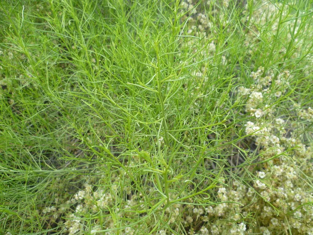 Organic Saltwort Okahijiki Seeds - Japanese Greens Salsola Komarovii Leaf Vegetable - 75 Heirloom Seeds for Home Garden, Salads & Asian Cuisine - Perfect for Hydroponics & Container Gardening