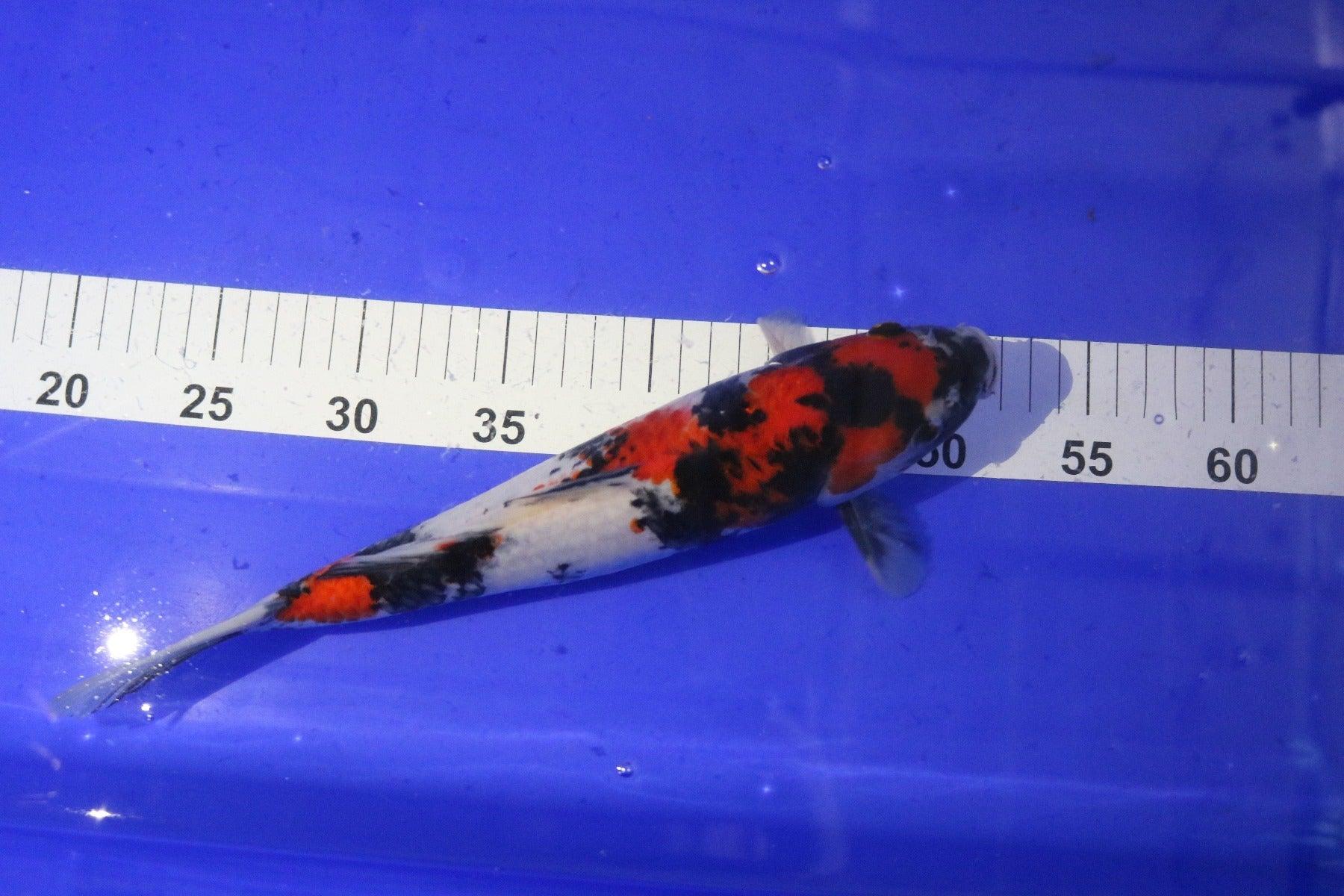 Premium Sanke Koi Fish for Sale - High-Quality 10-12 Inch Japanese Koi Carp for Ponds & Water Gardens - Perfect for Outdoor Decor & Aquarium Enthusiasts