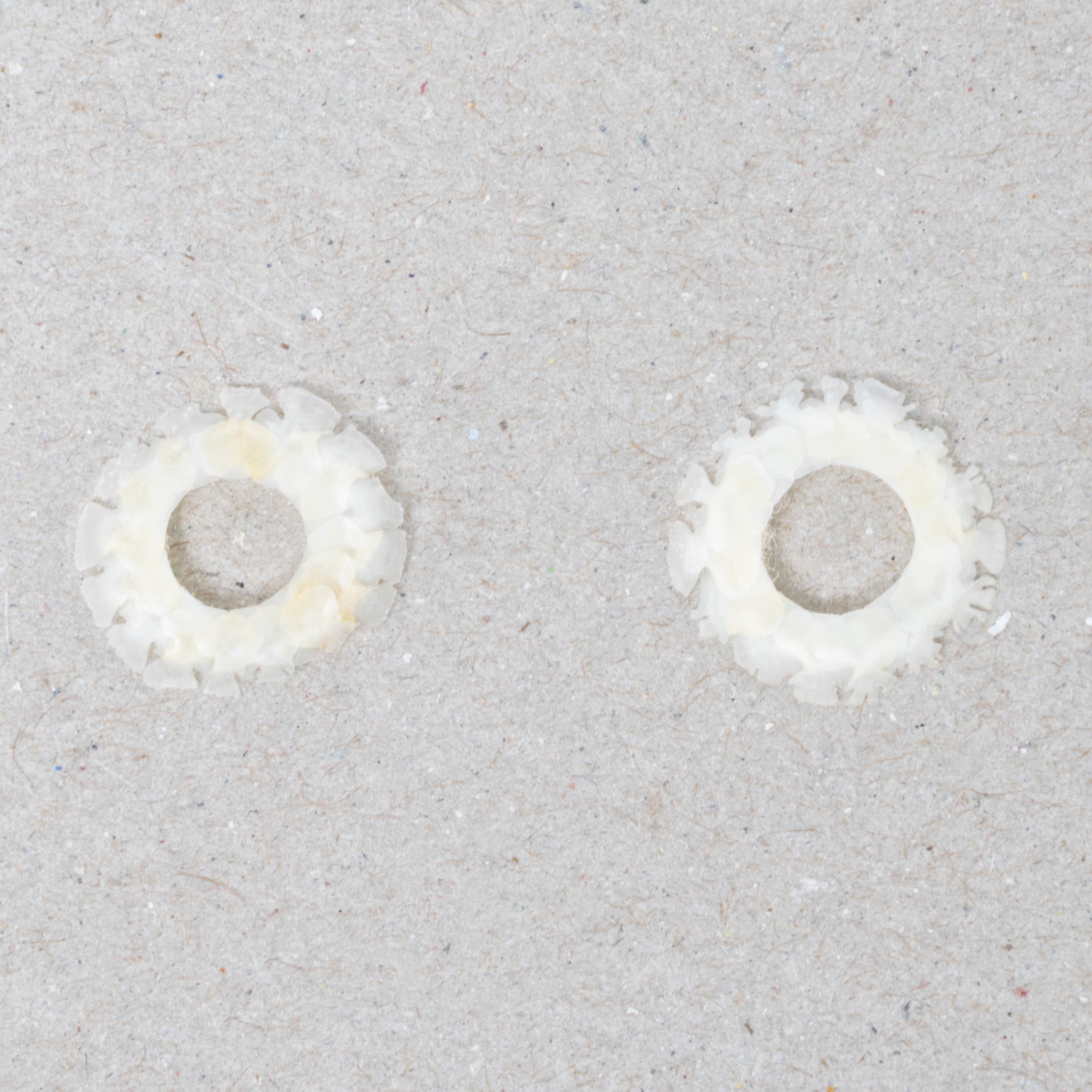 Authentic Lizard Sclerotic Ossicle Pair - Perfect for Biology Studies, Fossil Collections & Educational Displays