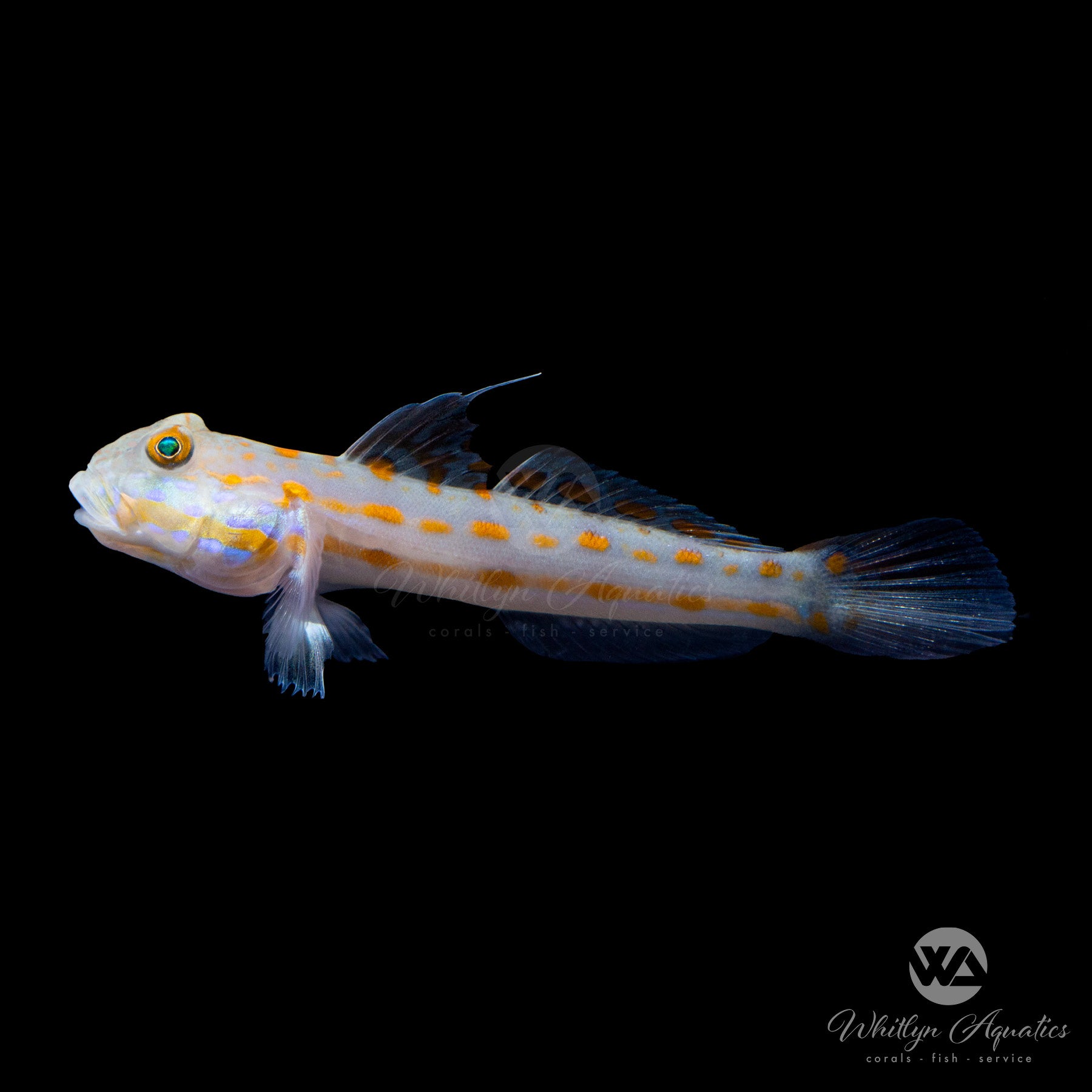 Premium Diamond Goby Fish (Valenciennea puellaris) - Saltwater Aquarium Cleaner for Reef Tanks & Marine Ecosystems