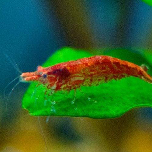 Premium Cherry Shrimp (Neocaridina davidi) - 10 Live Freshwater Aquarium Shrimp for Fish Tanks, Nano Tanks & Aquatic Plant Tanks - Perfect for Aquascaping, Algae Control & Breeding