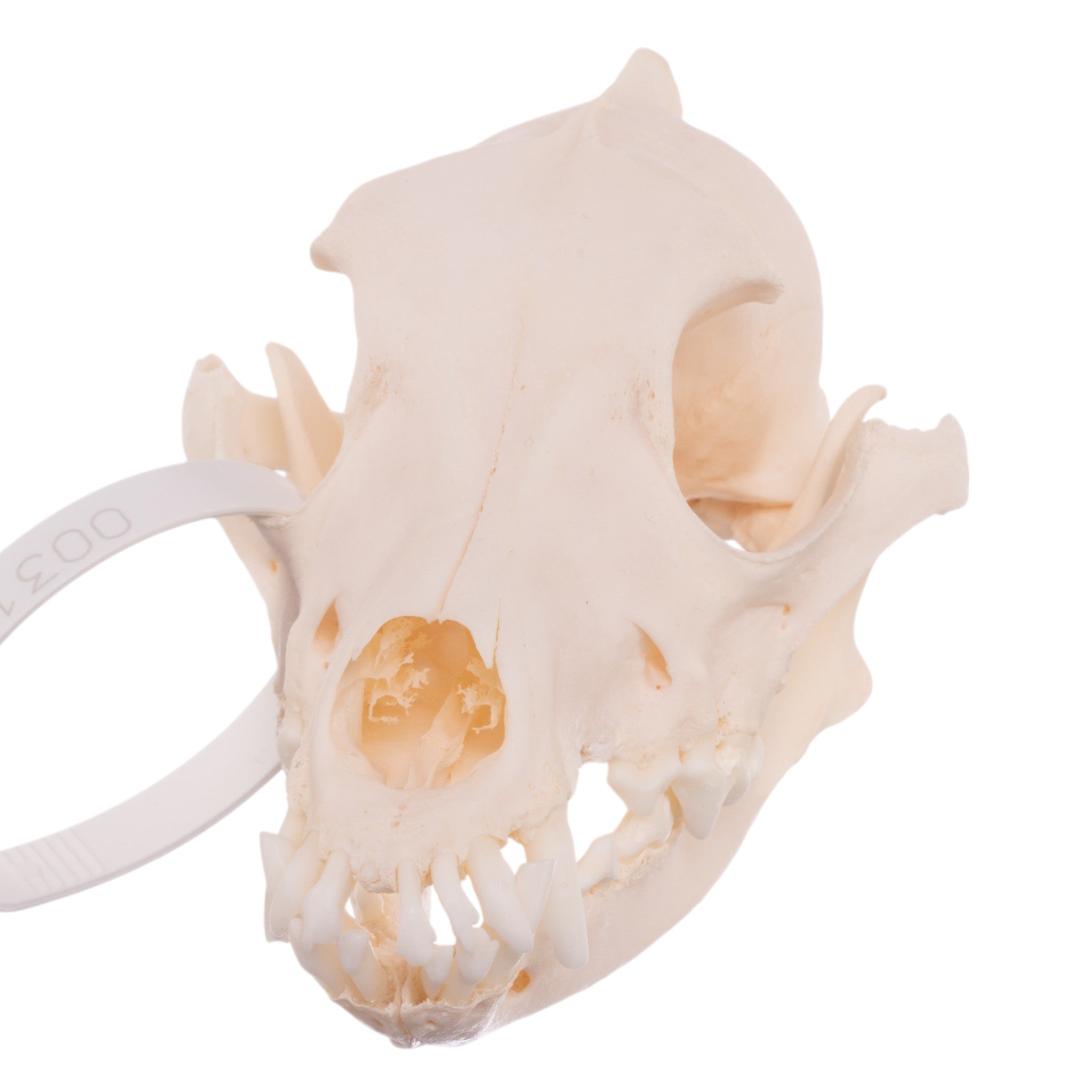 Authentic Schnauzer Dog Skull - Real Domestic Canine Specimen for Veterinary Study, Taxidermy & Educational Displays
