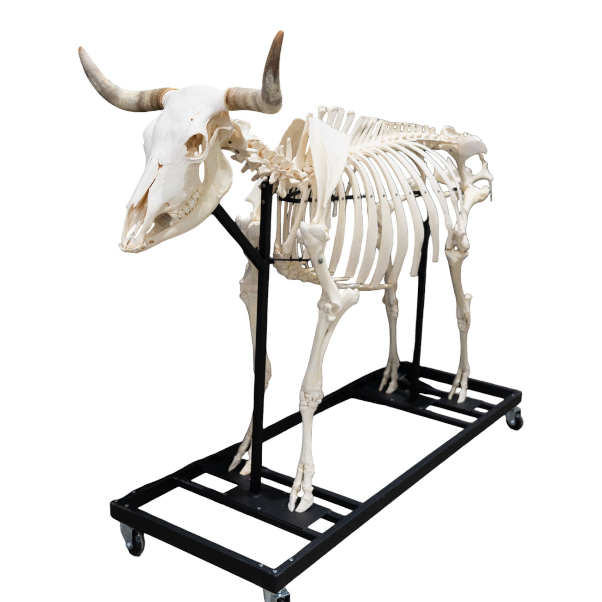 Articulated Real Domestic Cow Skeleton - Anatomical Model for Veterinary Study, Biology Education & Halloween Decor