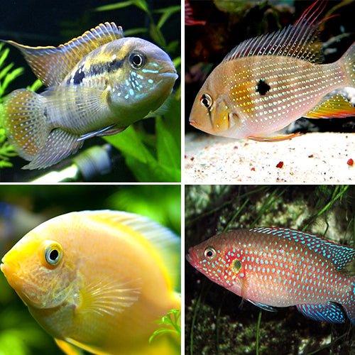 Premium Cichlid Fish Bundle - Jewel, Blue Acara, Threadfin & Severums | Live Aquarium Fish for Freshwater Tanks | Perfect for Home Aquariums & Fish Breeding