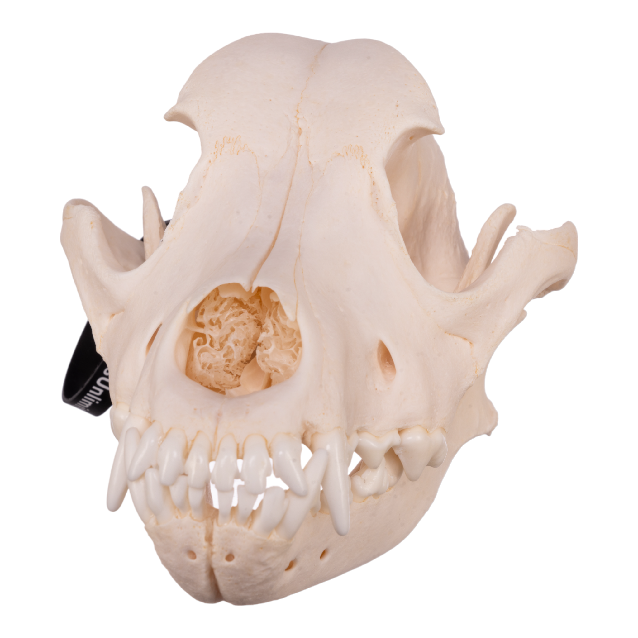 Authentic Rottweiler Dog Skull Specimen - Real Domestic Canine Skull for Veterinary Study, Taxidermy & Educational Display | Perfect for Biology Classrooms, Oddity Collections & Halloween Decor